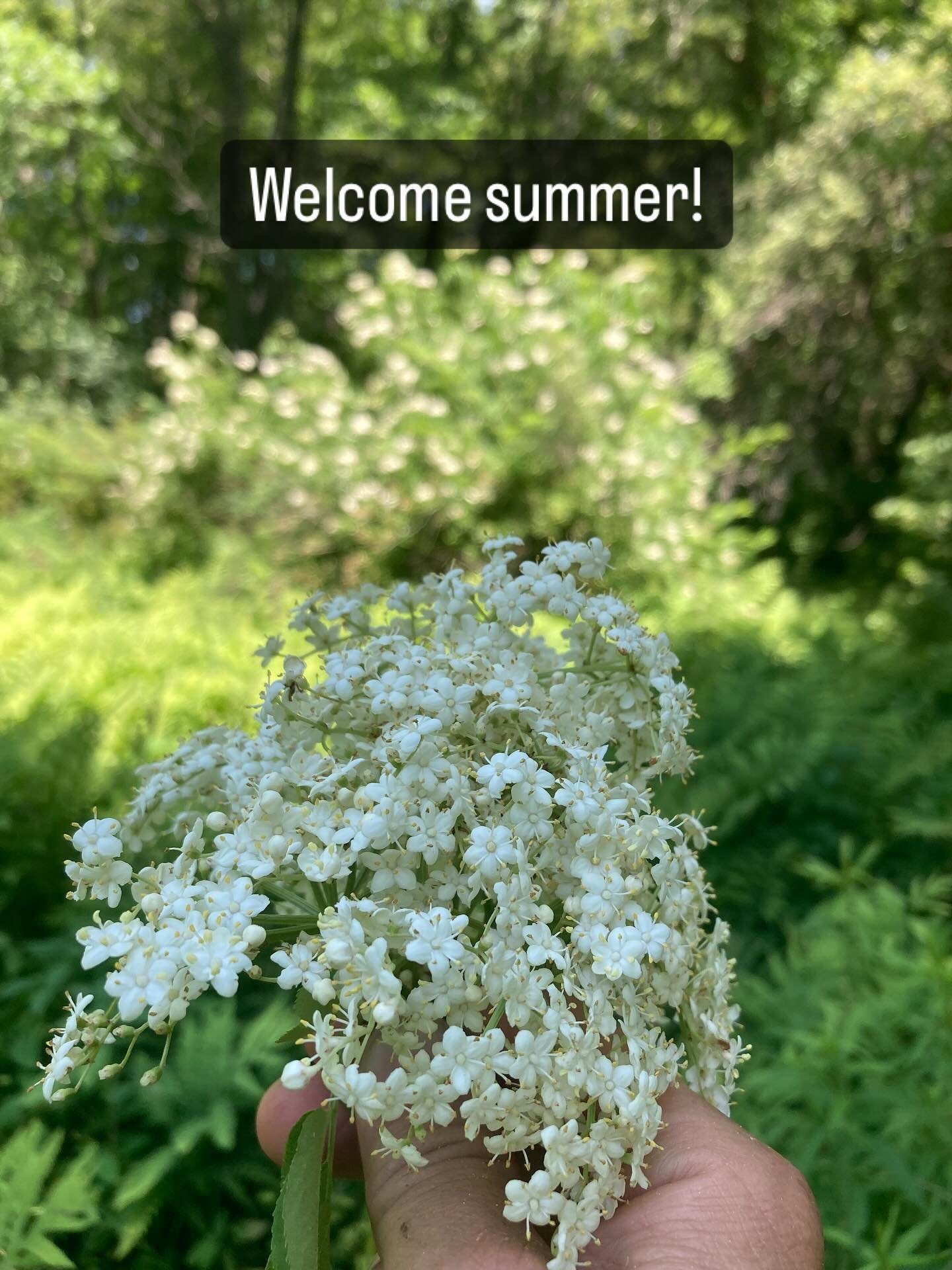 Welcome summer and happy solstice! This time of year is so exciting as everything is growing and blooming - you blink and you miss it. I found this elderberry bush growing near the pond and it reminded me I need to pause, pull my head up and take not