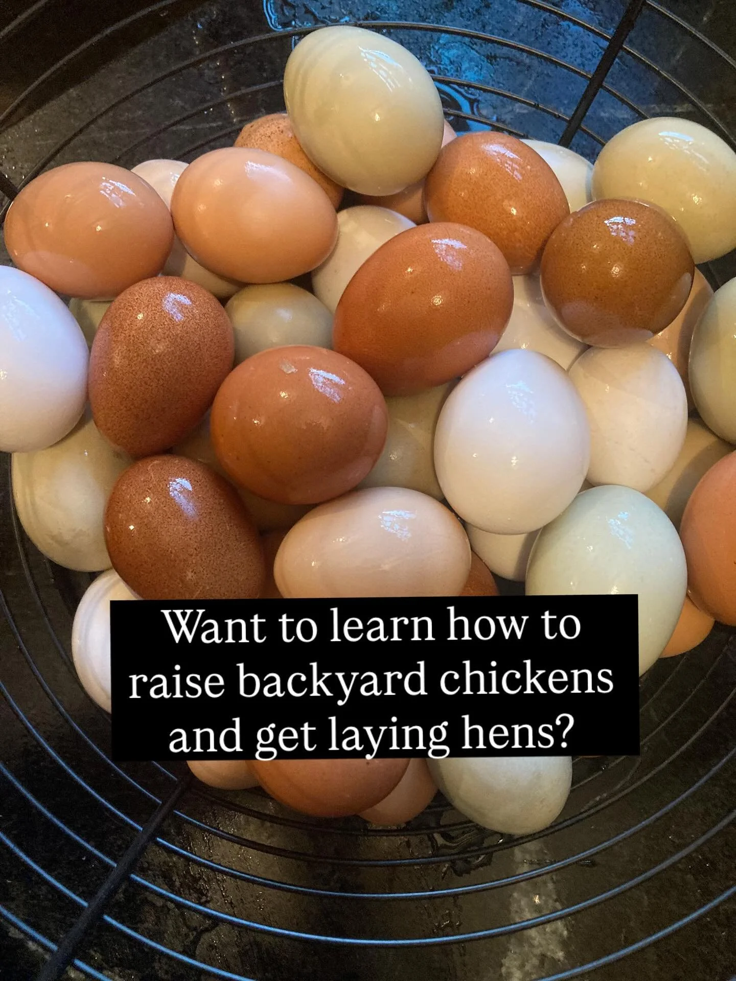 Join us on November 2nd from 2-3:30pm for a Backyard Chicken workshop! Derek will teach you about safe housing and care for your backyard flock and your workshop registration can go towards buying our laying hens! Link in bio! https://littleevergreen