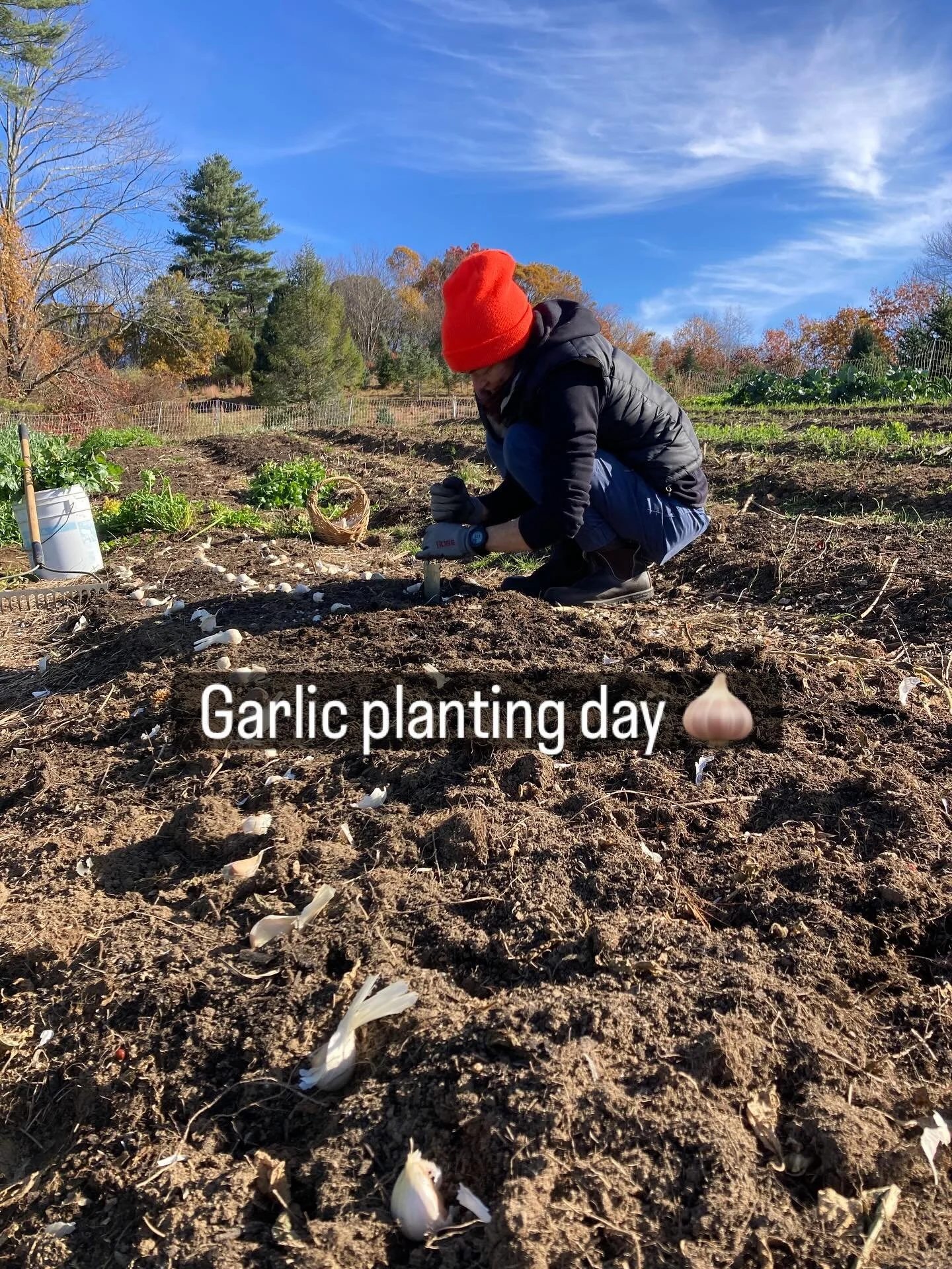 Garlic planting day with my sister has become an annual tradition! This year we are planting three varieties - Georgian Fire and Music are our hardneck varieties and Inchelium Red is our new softneck variety. I love garlic so much it is the eternally