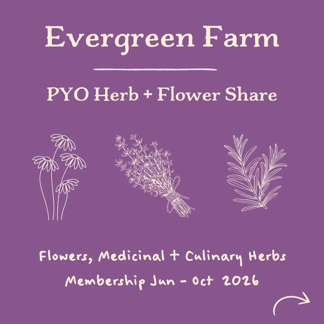 Our PYO Herb &amp; Flower Share is such a beautiful way to soak in all of the beauty and medicine of summer and keep it warming your home all winter long. On cold winter nights you will have your dried teas and herb soaks for a hot bath and beautiful