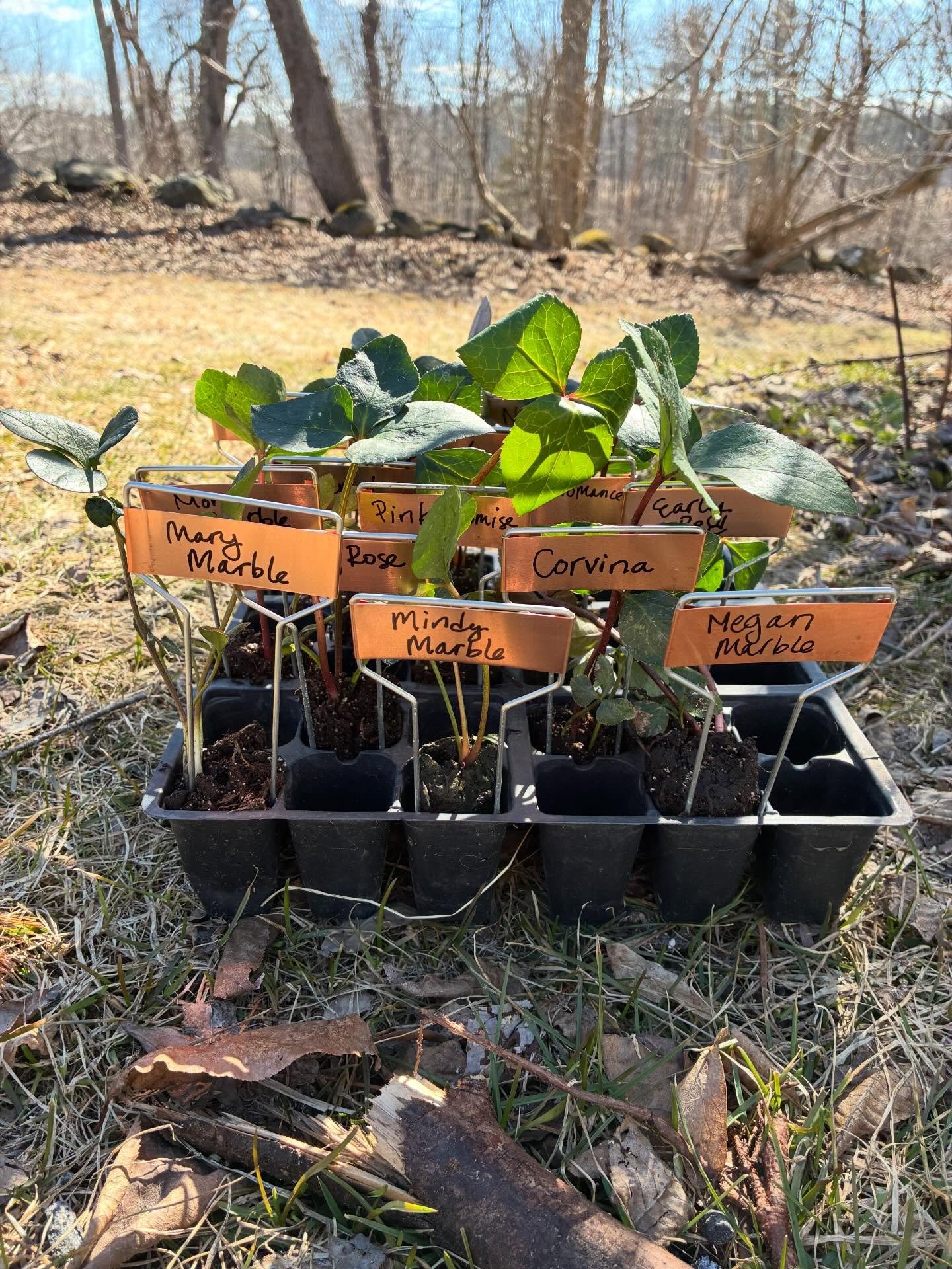 Sending spring love your way, the most beautiful packages arrived here today including hellebore from @3porchfarm and ginger and turmeric from @fedcoseeds