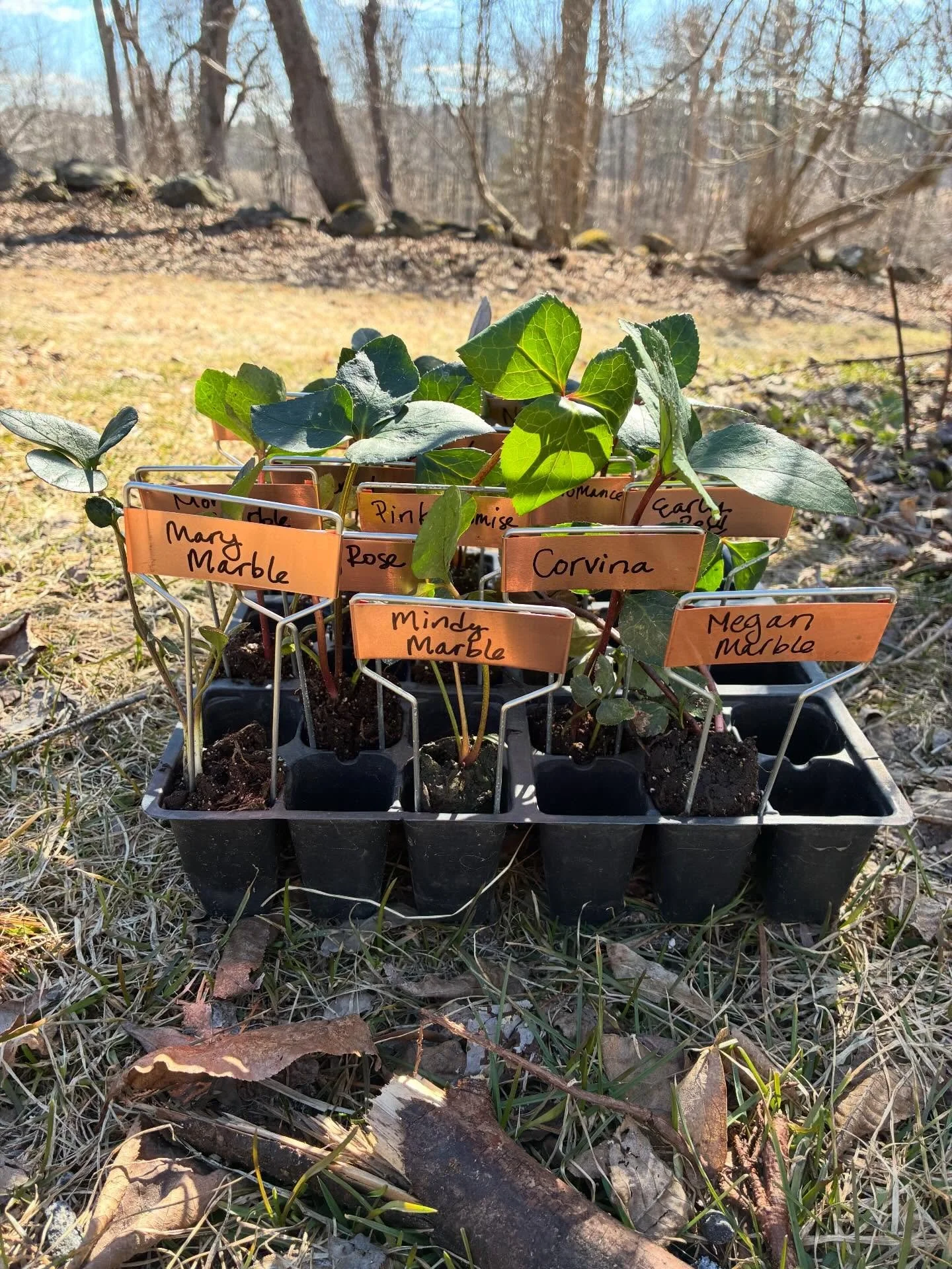 Sending spring love your way, the most beautiful packages arrived here today including hellebore from @3porchfarm and ginger and turmeric from @fedcoseeds