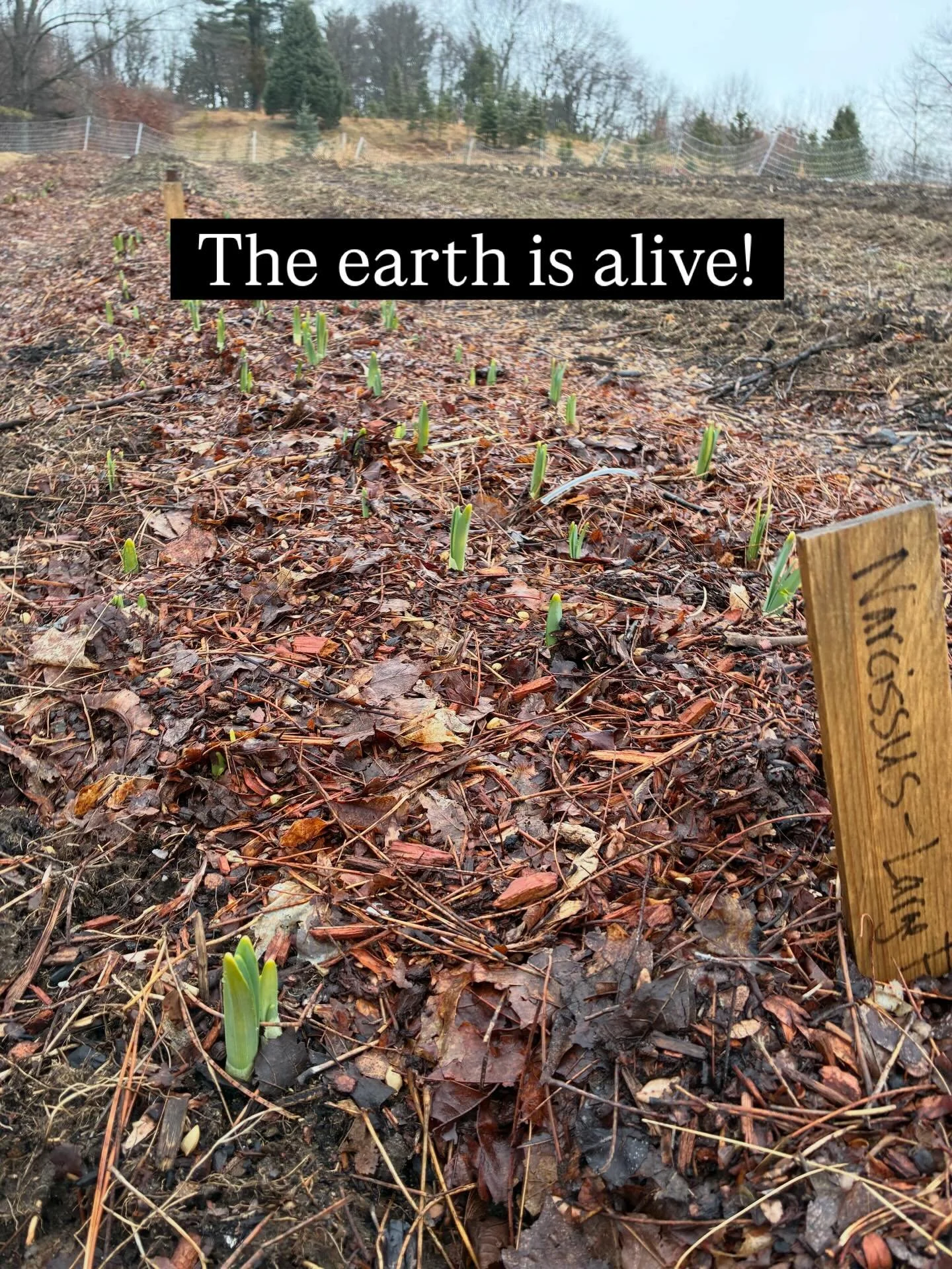 The garlic and bulbs are up - signs we are in the thick of spring. 

This list is so long but the work is exciting, hopeful, and full of promise.