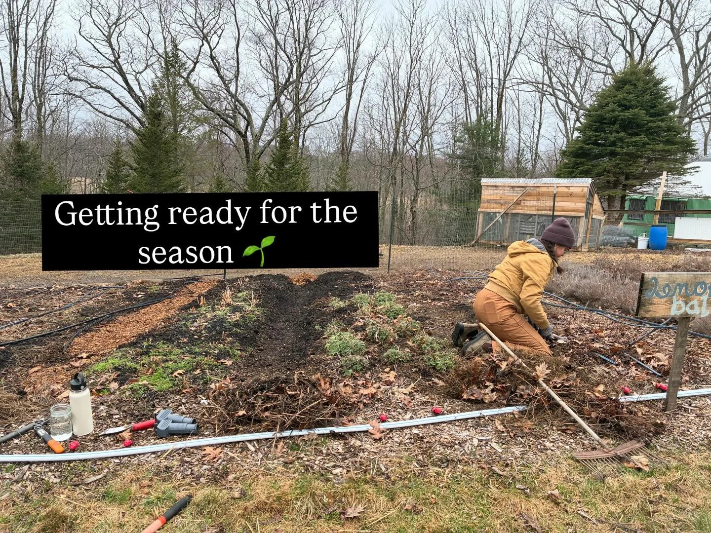 Yesterday we were back in insulated overalls and coats cleaning up pathways, adding wood chips and assessing our perennial herb garden for winter damage. The nettle is abundant and catnip is up!

We only have 3 PYO Herb and Flower CSA shares left so 