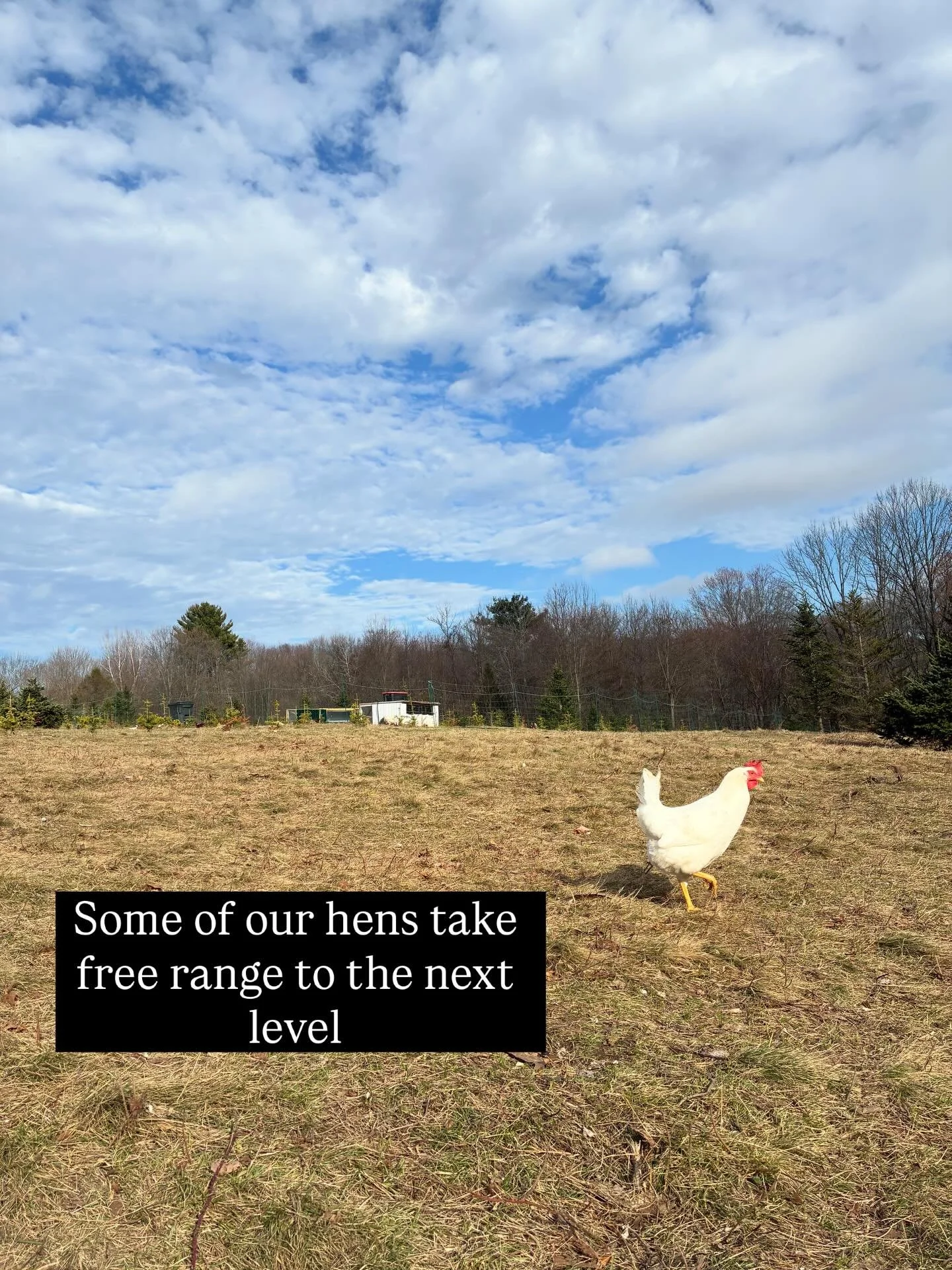 We moved our laying hens this morning and a few of our leghorns cannot be convinced to stay within the netting&hellip; they take free range to the next level.

Want to eat eggs from pastures raised hens fed only organic grain? Check out our farm stor