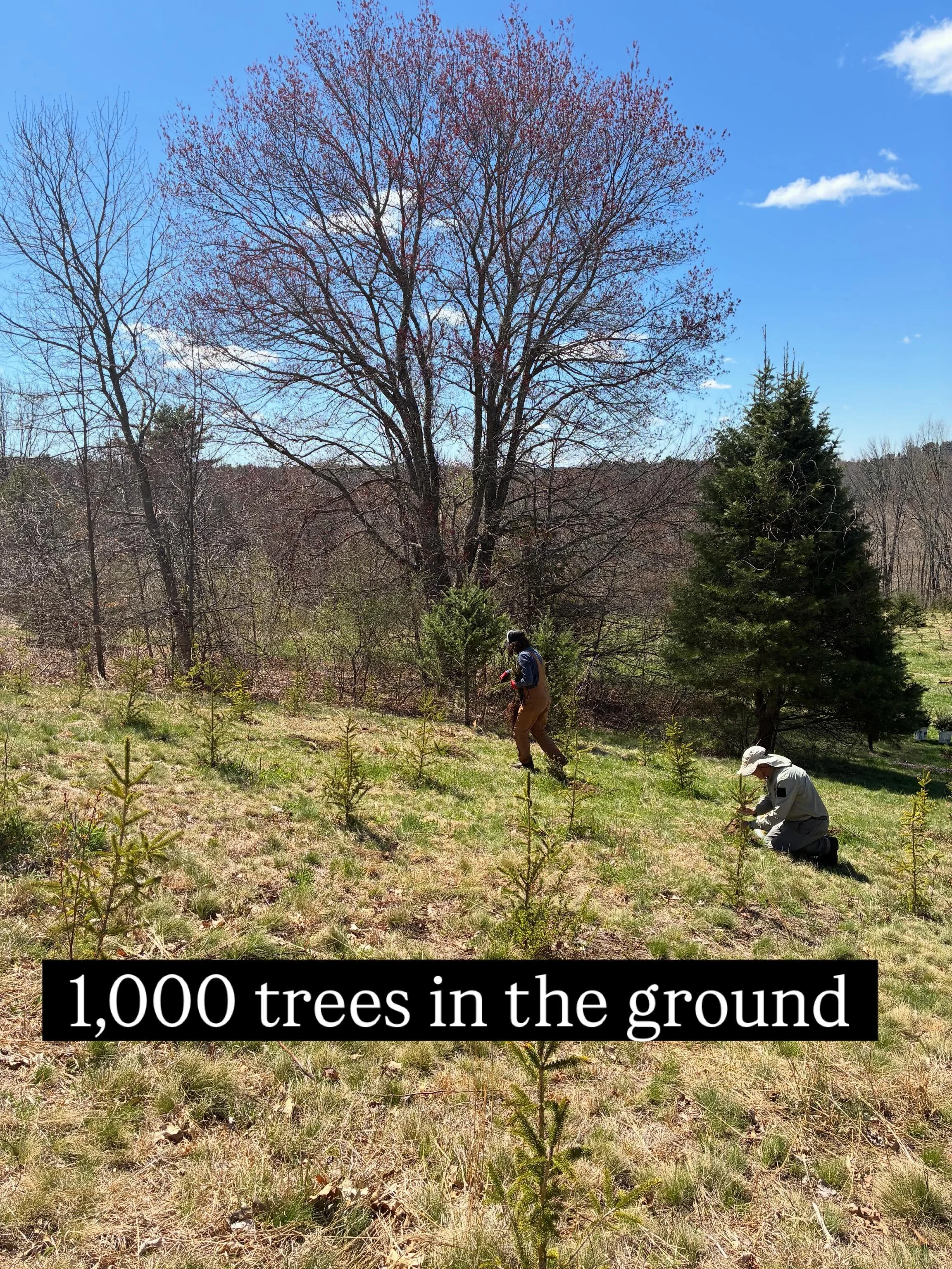 We are so grateful for the amazing humans that helped us plant 1,000 Christmas trees over two days this week. 

While our bodies are tired and my arms are a bit itchy with poison ivy our hearts are full and we are so honored that friends came out to 