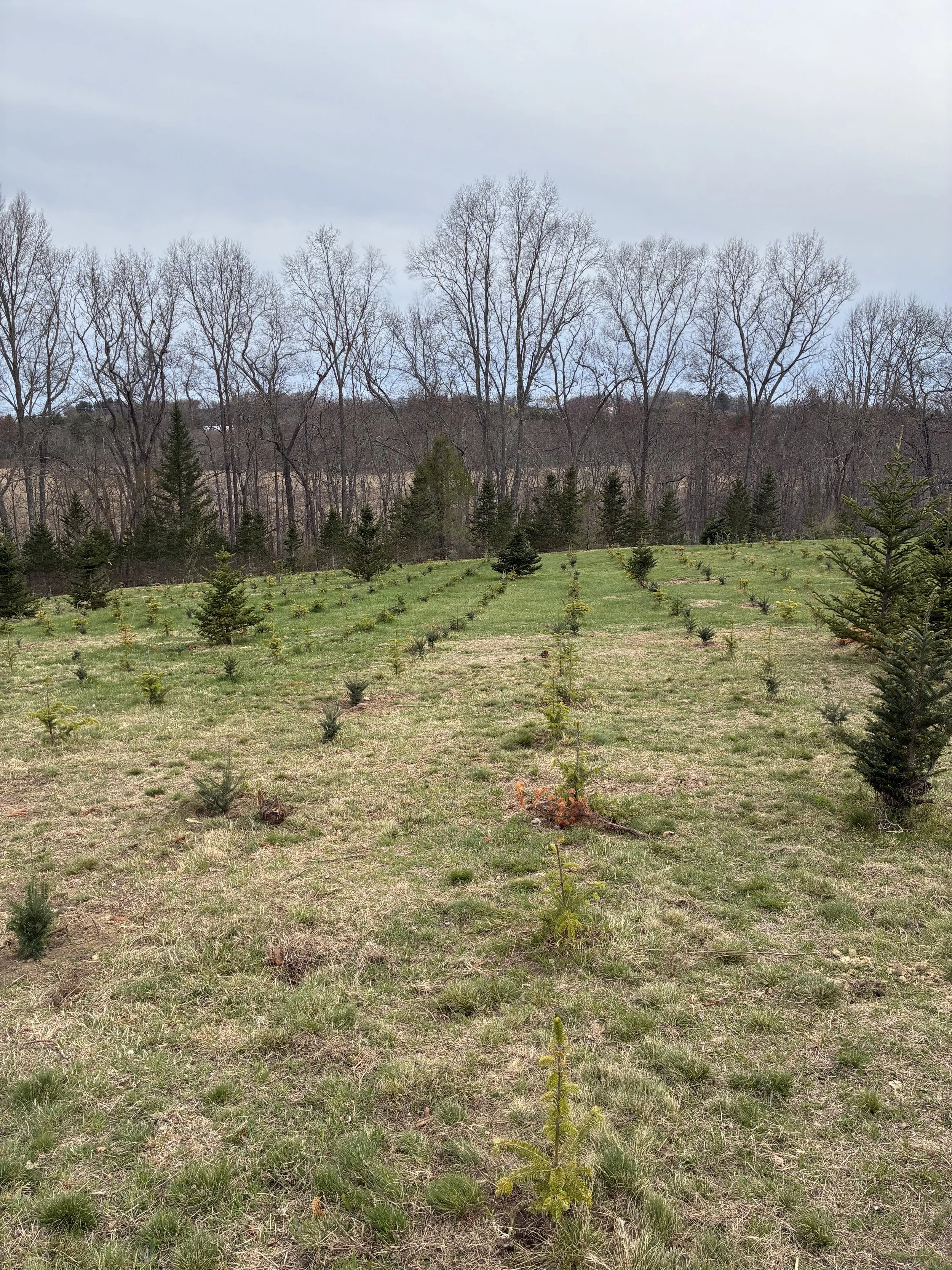 Planting Trees