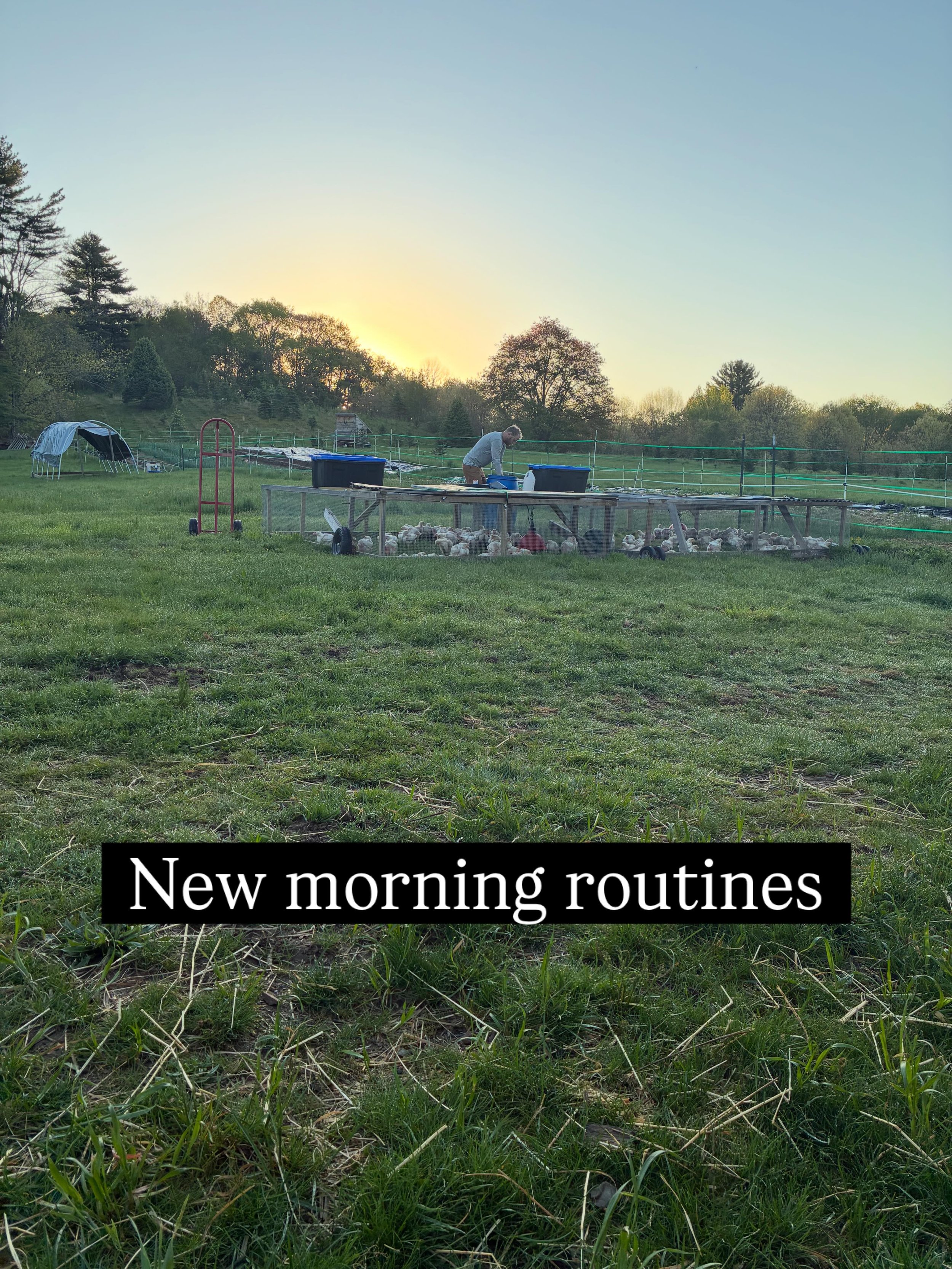 It might come as a surprise but I really struggle waking up in the morning, I feel like since having kids I get my deepest sleep from 5:30-7am making it so hard to want to wake up early&hellip;but here we are we have over 200 chickens to move daily, 