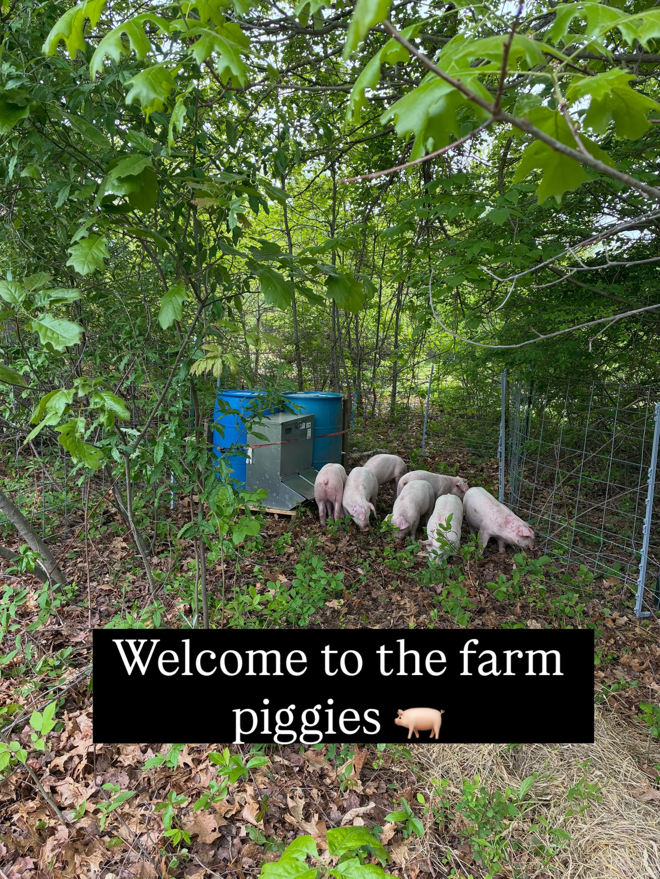 The pigs have arrived. We&rsquo;re so happy to welcome our pigs to the farm. They&rsquo;ll be moving around the farm all season and are already settling in munching on roots and leaves.

 I&rsquo;ve been feeling very behind with everything this sprin