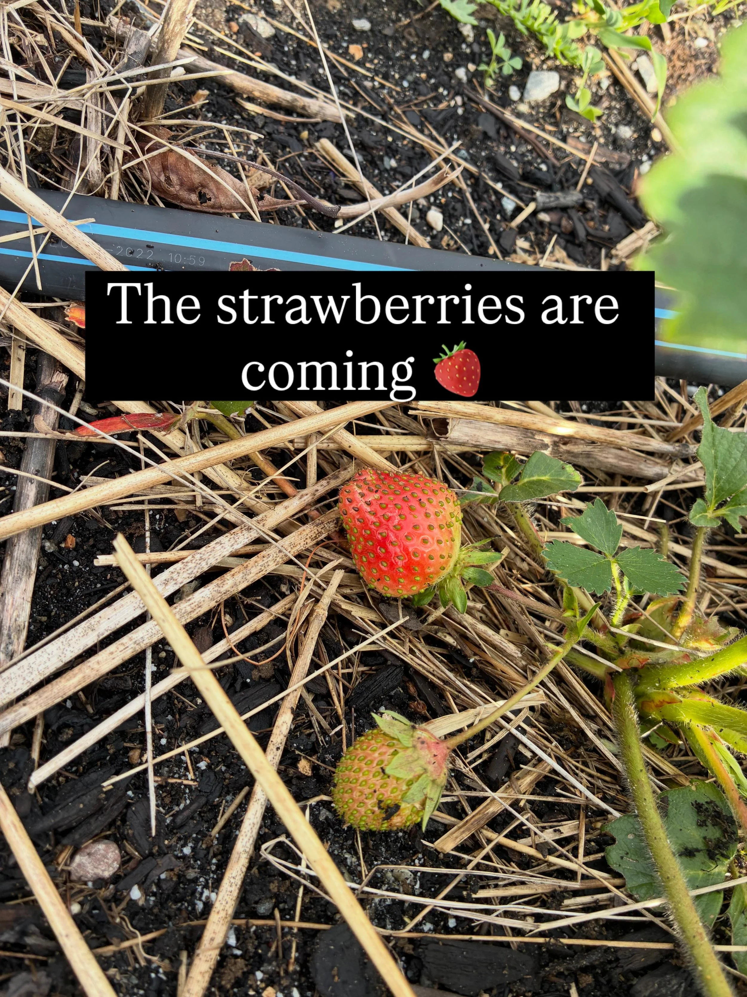 We can&rsquo;t wait for our first strawberries to ripen- we will post special dates and times for PYO strawberries as we get closer. 🍓🍓🍓

Right now we are just dealing with our partially successful cover crop experiment- note to self terminate the