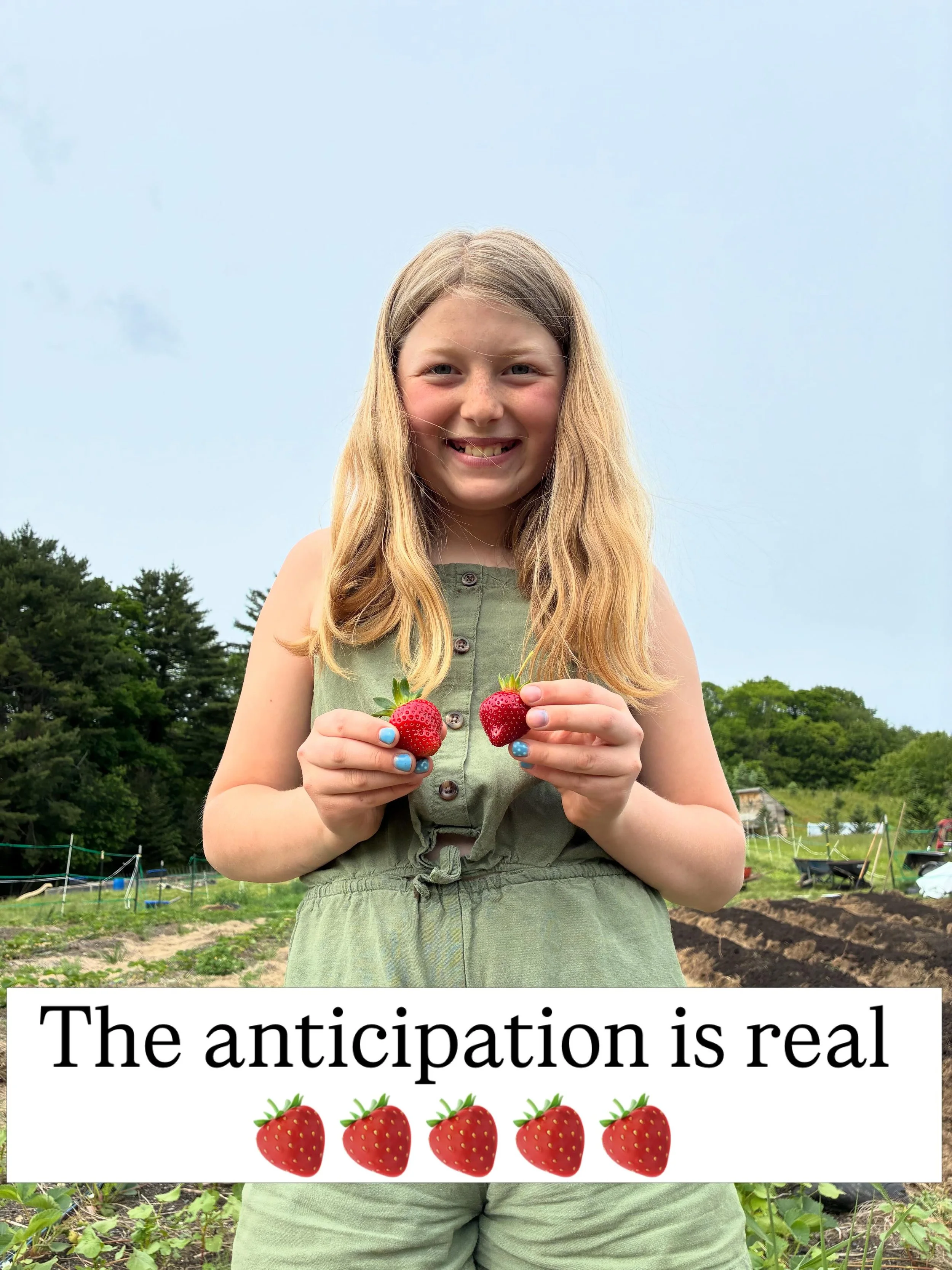 The berries are starting to ripen 🍓🍓🍓

Last night Layla was &ldquo;helping&rdquo; weed but really she was just trying to find the first ripe berries of the season.

We can&rsquo;t wait to open up PYO for strawberries! Keep an eye out here for upda