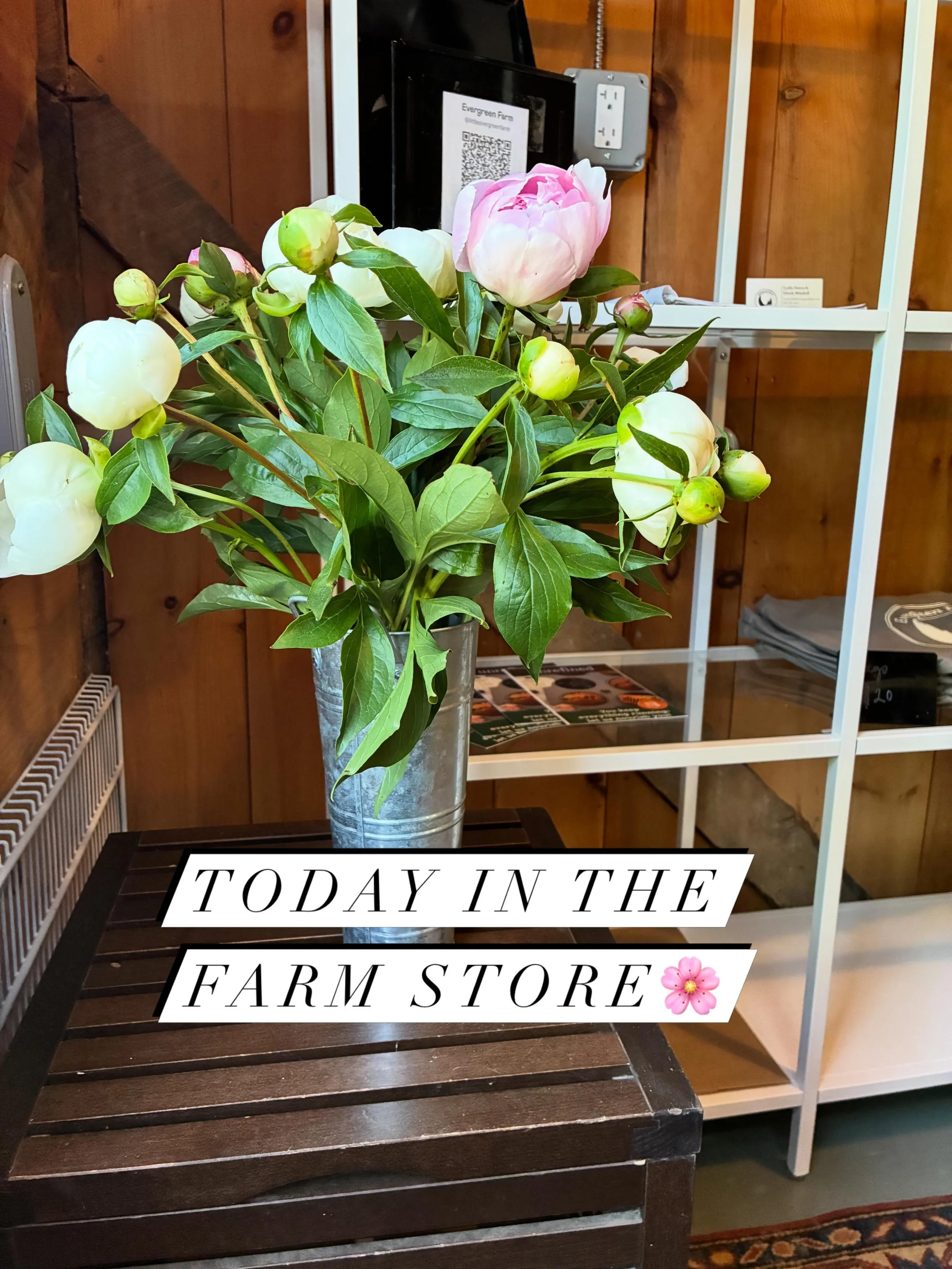 One of the many things that I treasure about this home is the many peonies that the Lovejoy family planted here. They are so prolific and so beautiful and bring so much joy!

The farm store is open today until 5 so come grab these blooms while they l