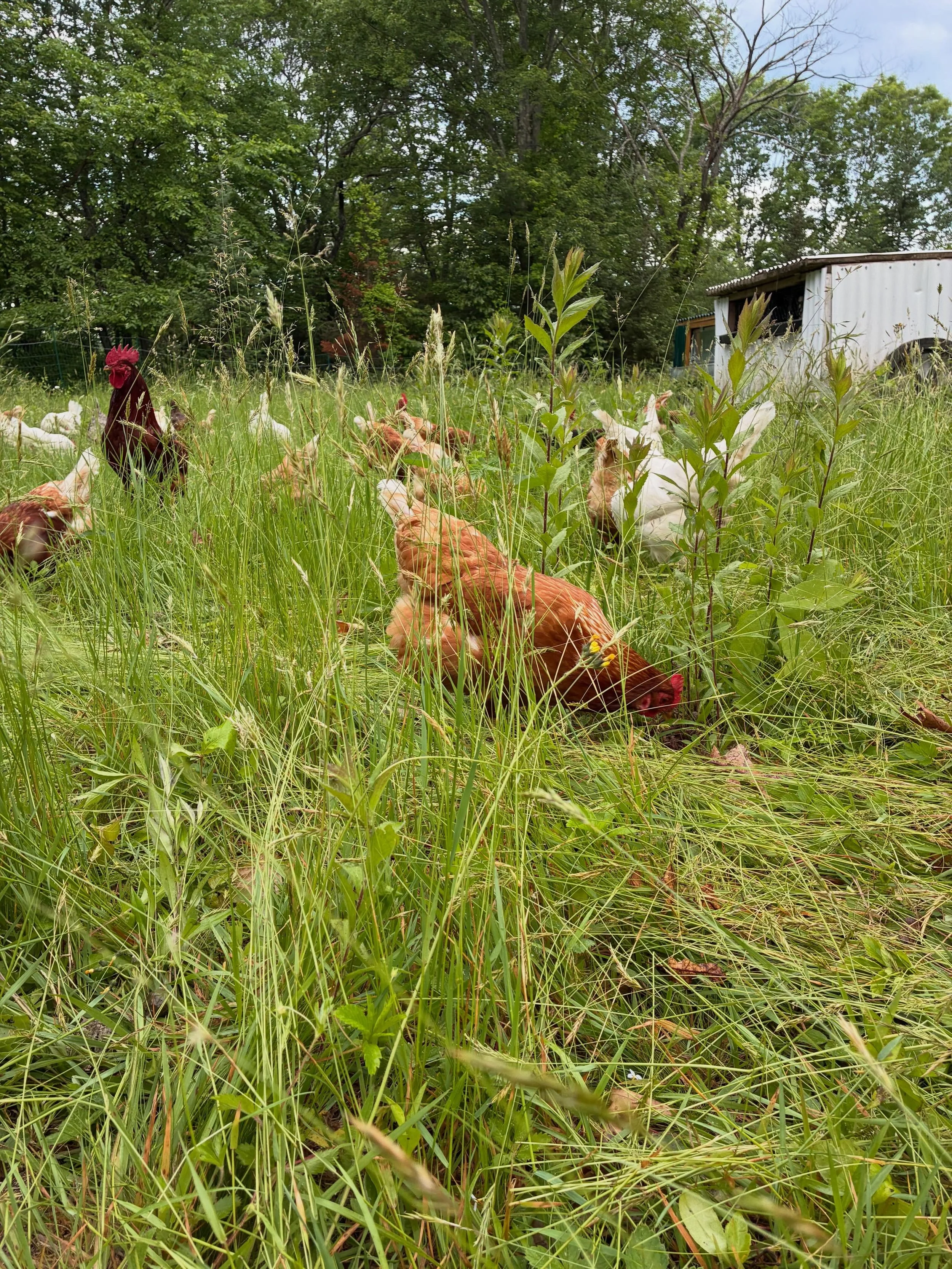Morning move for our laying hens and they sure are loving some new fresh pasture. 

This is the first time our hens have been so far away from our house and I can&rsquo;t hear the rooster crow in the morning and the hens singing their &ldquo;I laid a