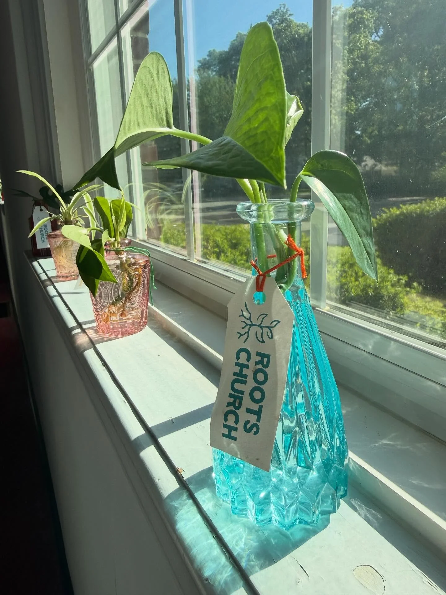Did you know that we give away plant starts to guests each week? It&rsquo;s a great reminder to stay rooted as you head out. 

We could use your help replenishing our stash! Here&rsquo;s how you can help:

1) Bring us your plant starts! The cool thin