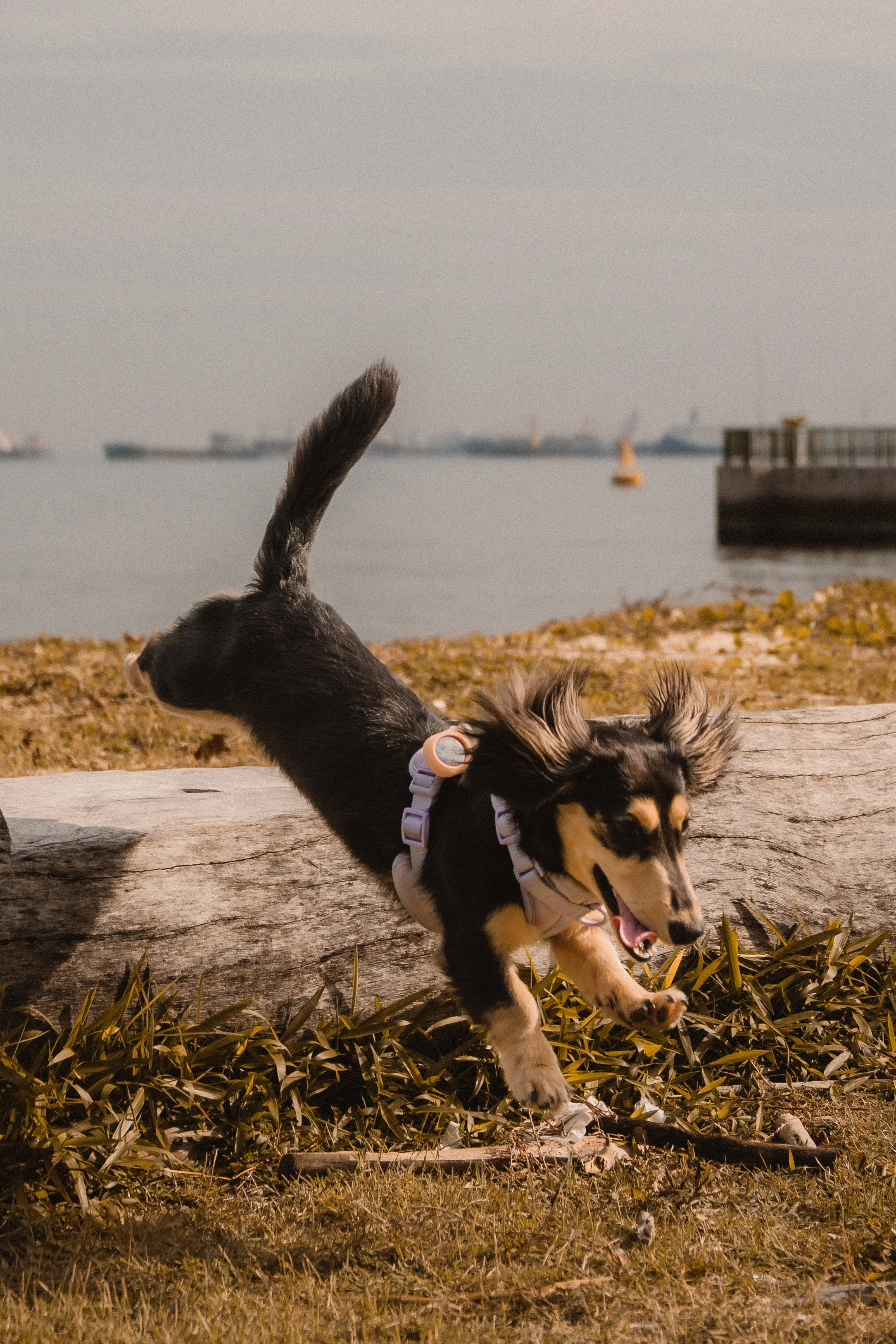 Millie (Complimentary)-10.jpg