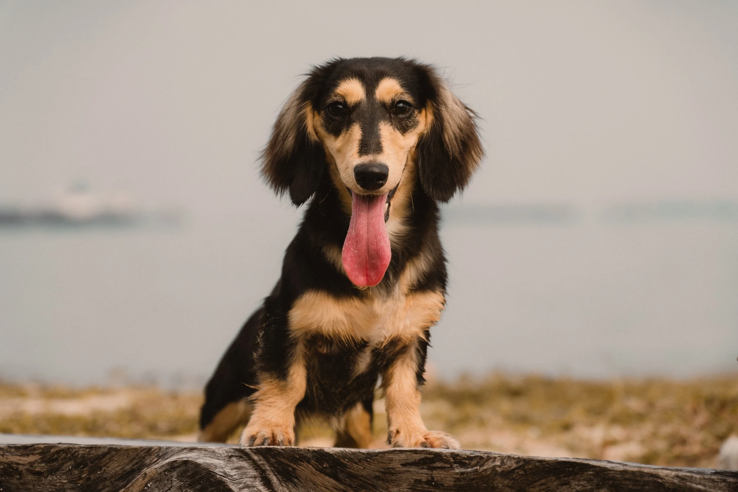 Millie_Final-1.jpg