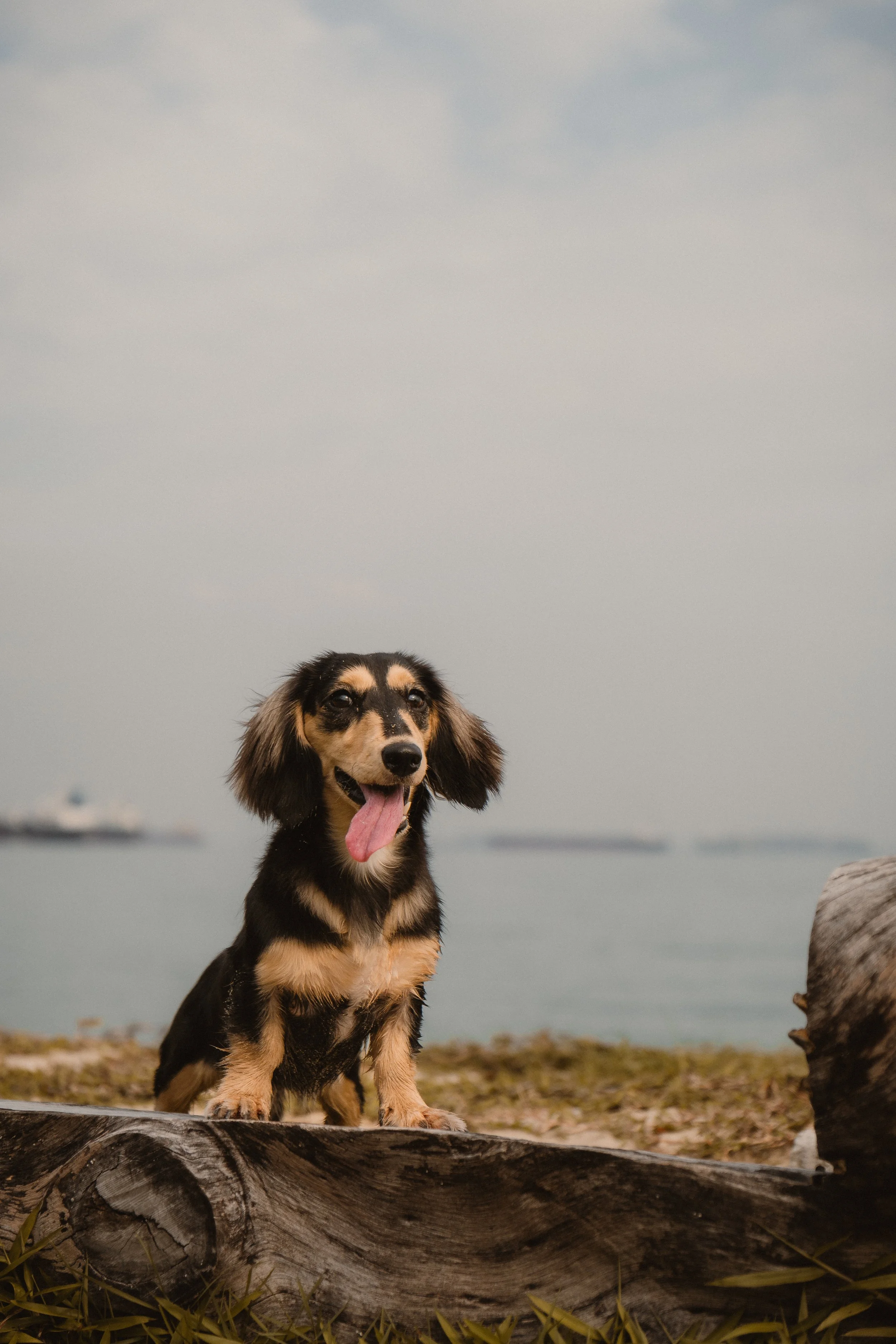 Millie_Final-3.jpg