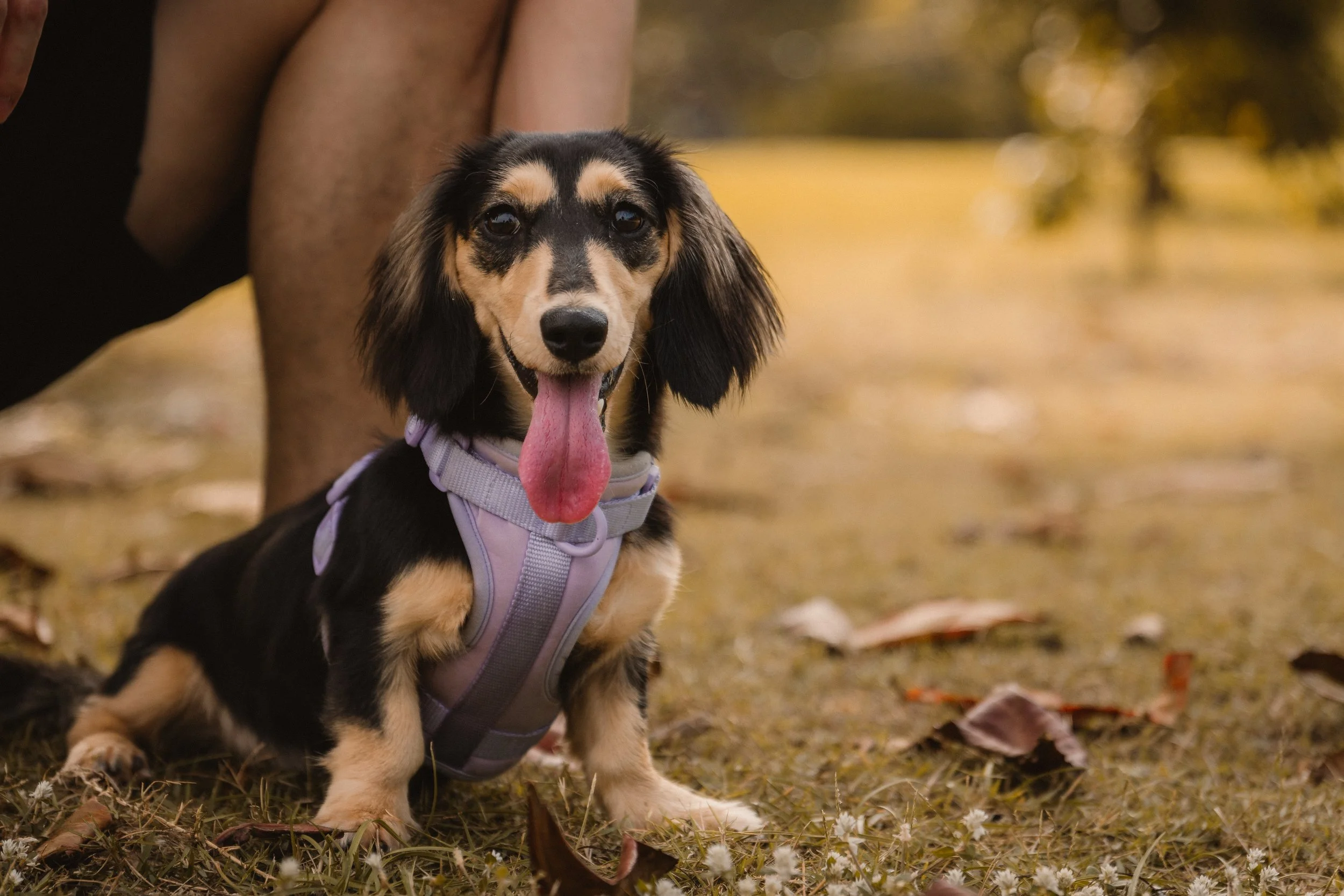 Millie (Complimentary)-11.jpg