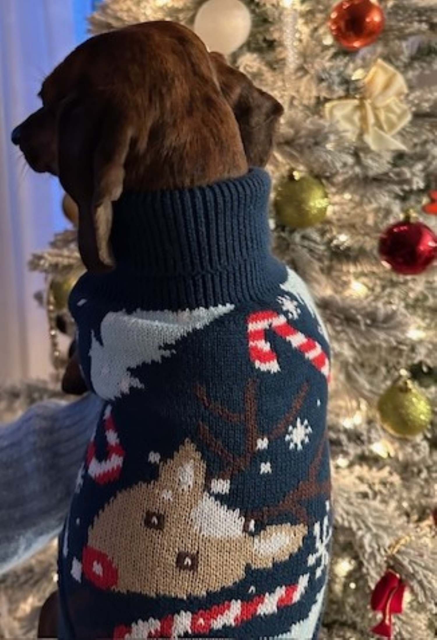 Holiday_Sweater_for_Dog_or_Cat_For_Sale