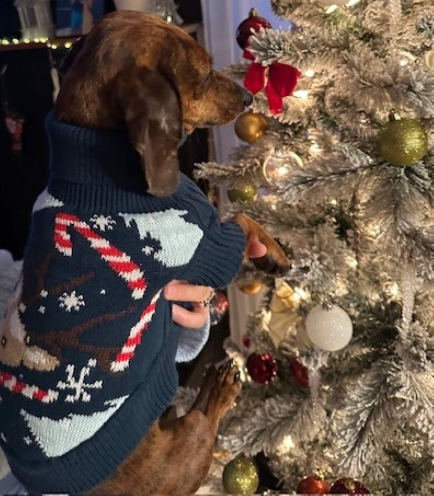 Pet_outfits_for_Sale