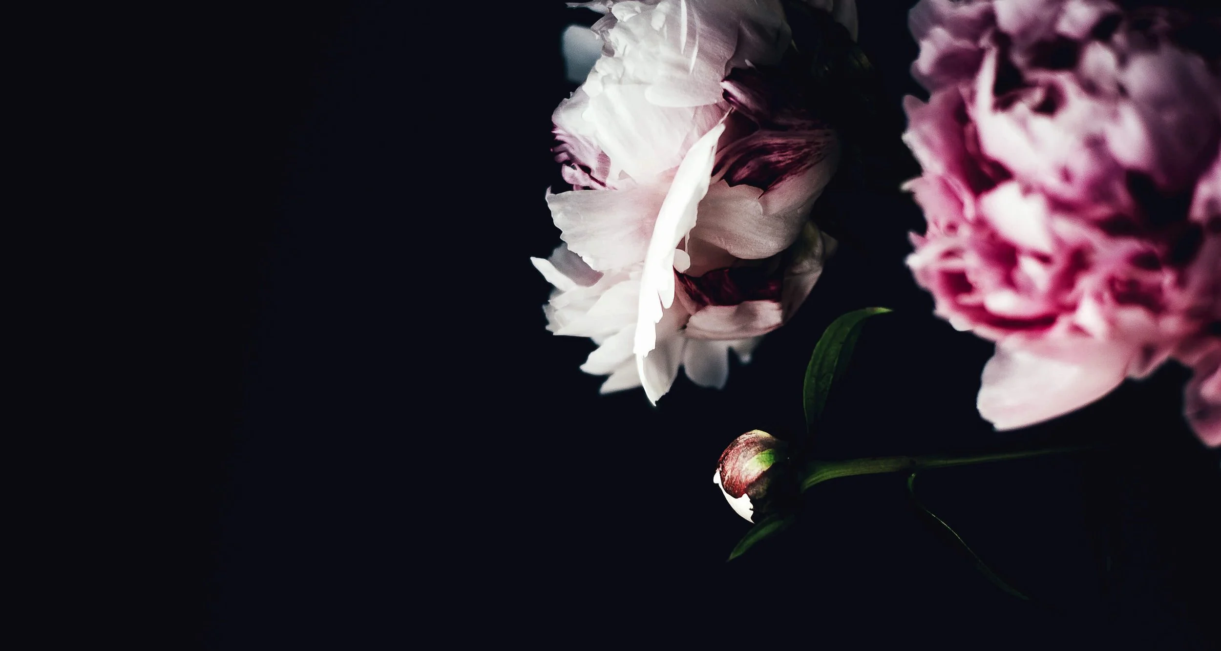 Design Works dramatic flowers image