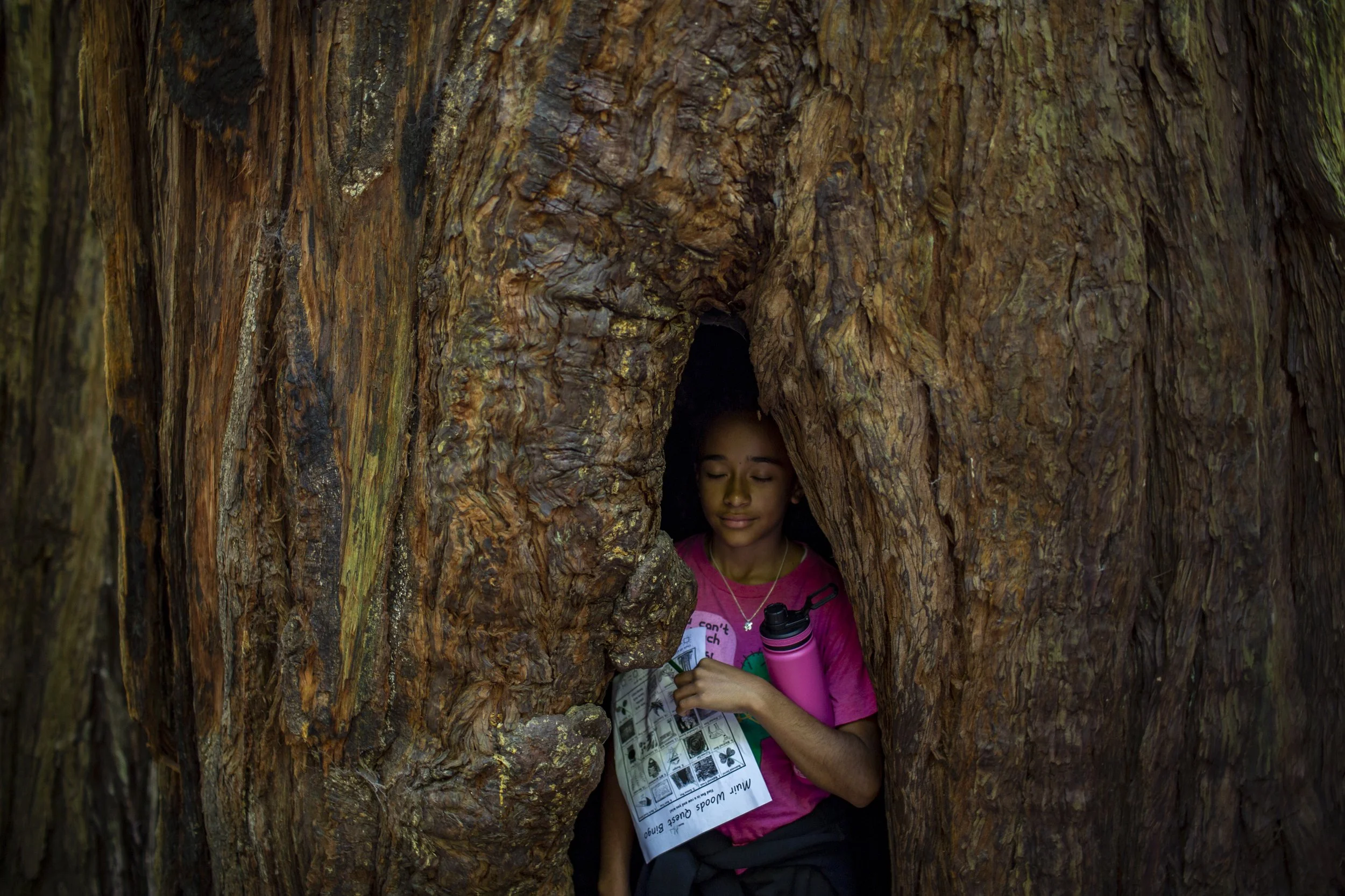 Young child standing inside the hollow of a large redwood tree.