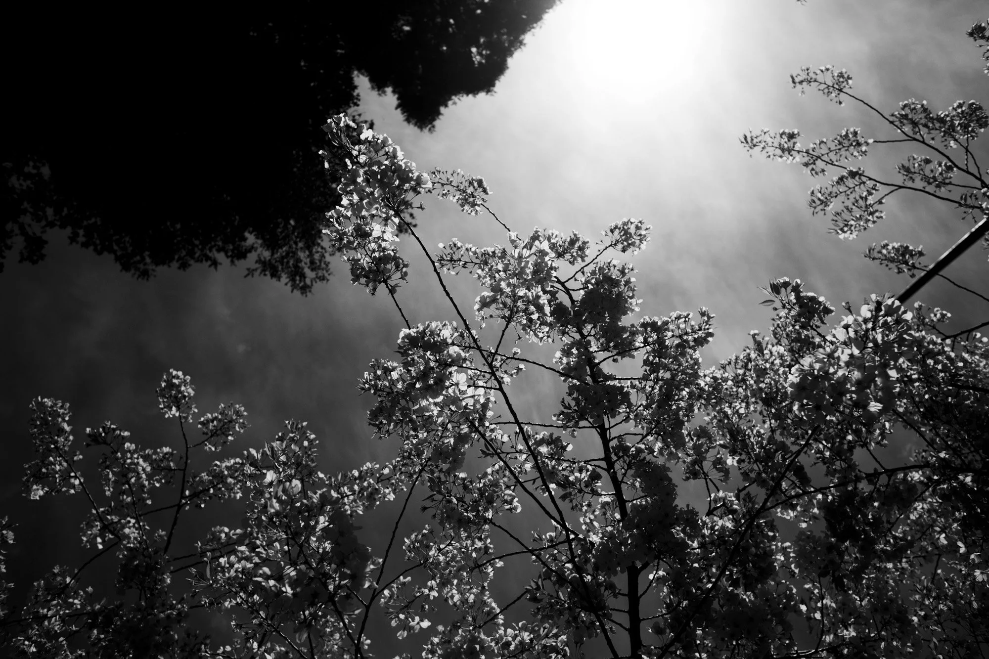 sunlight-tree-branches-wedding.jpg