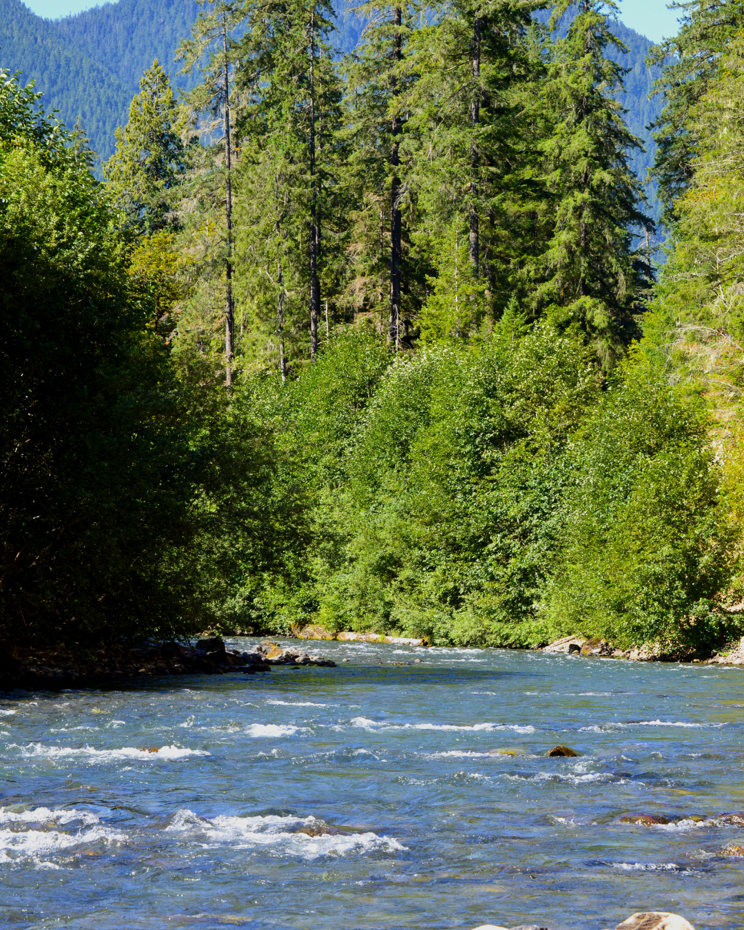 Untitled design (44).png