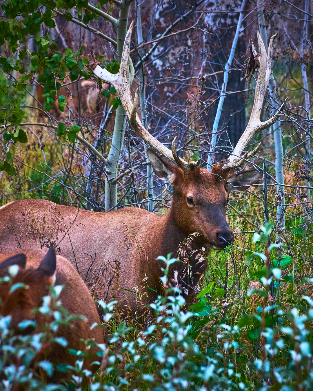 Untitled design (42).png