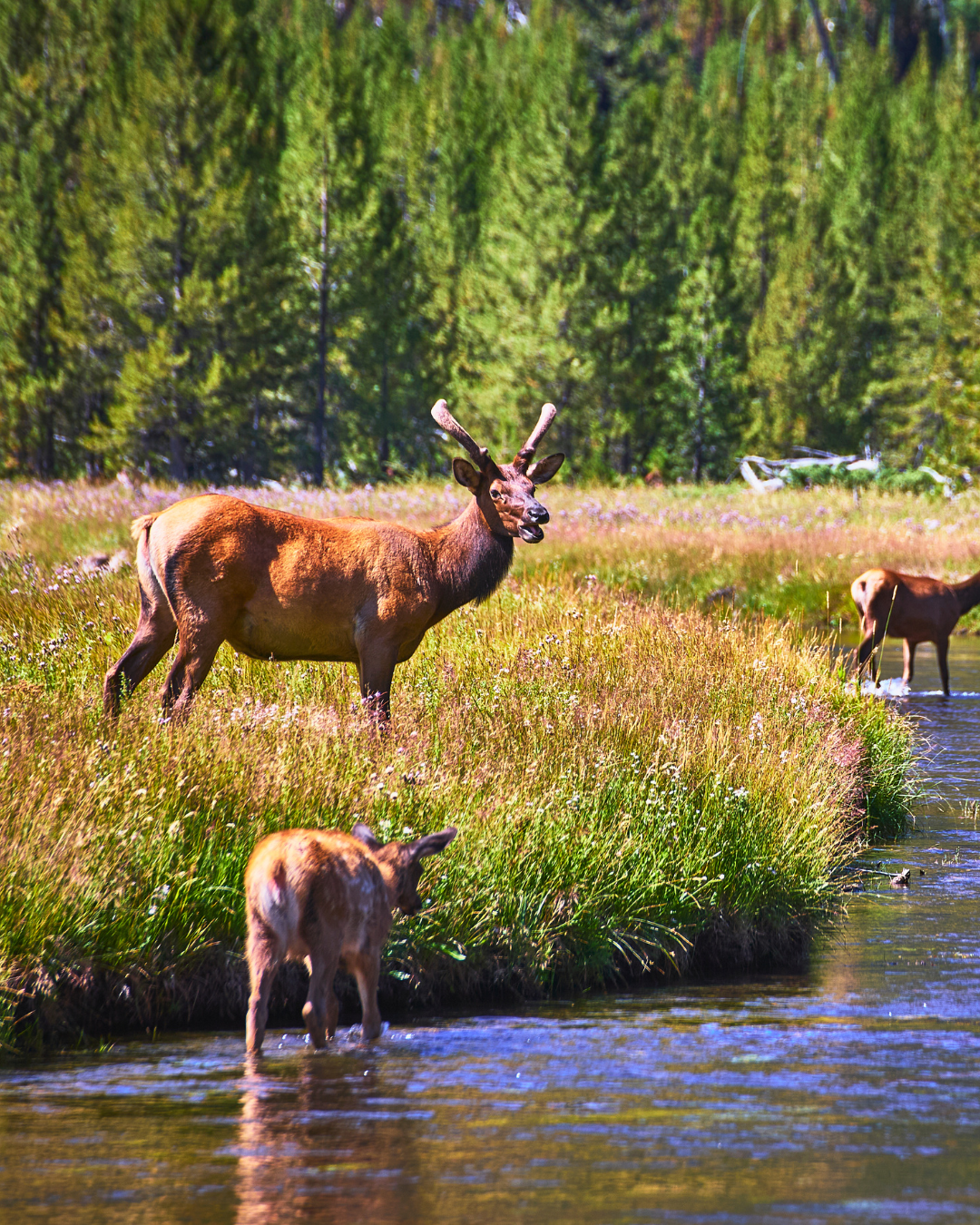 Untitled design (41).png