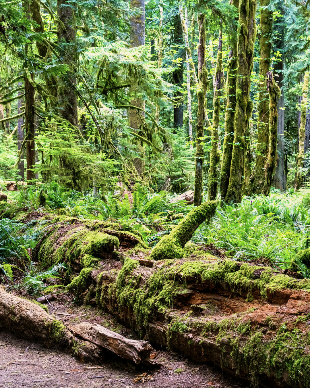 Untitled design (46).png