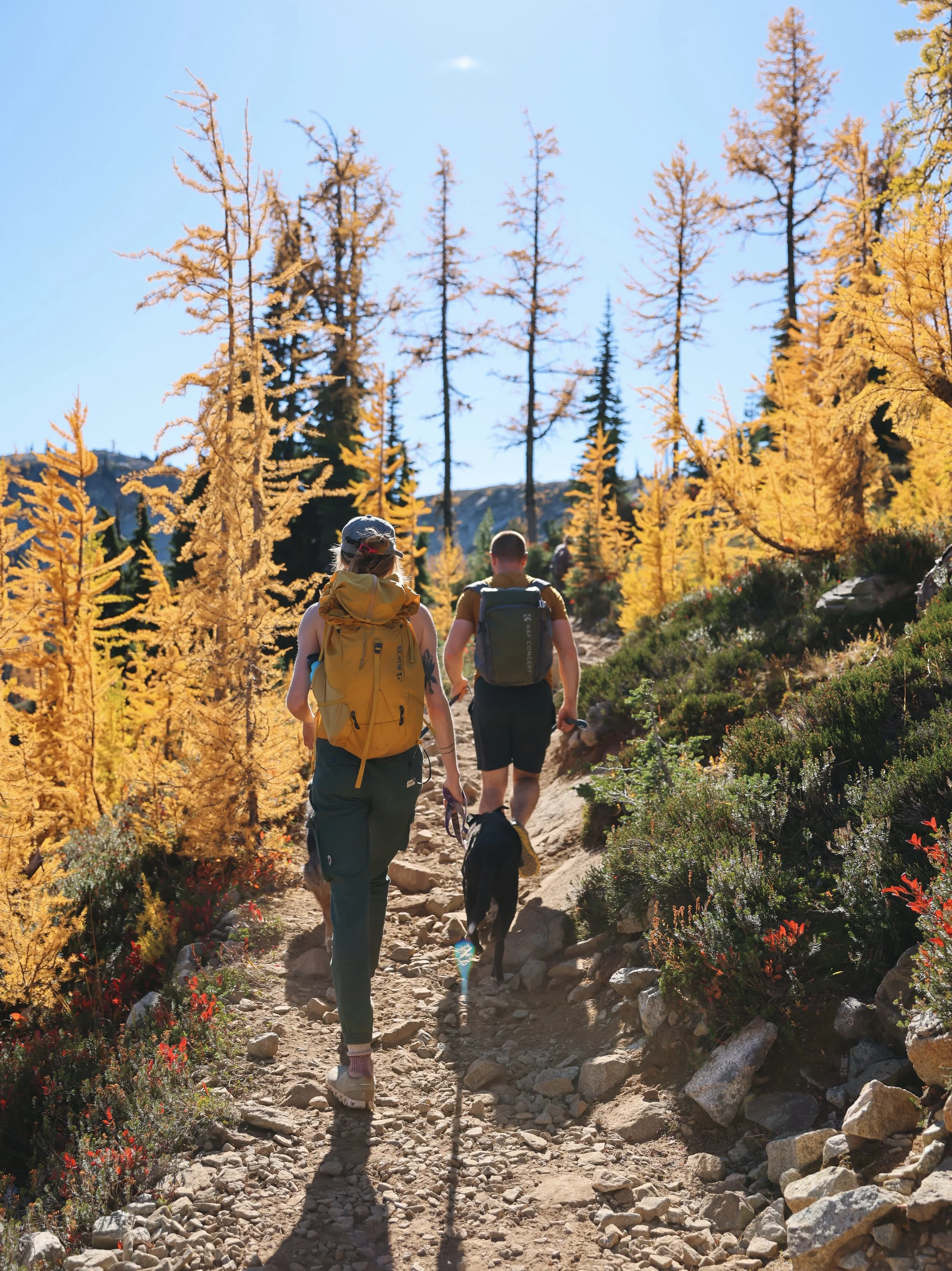 couple hiking with dogs through the yellow larches