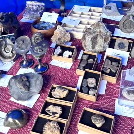 Fred's Fossils
