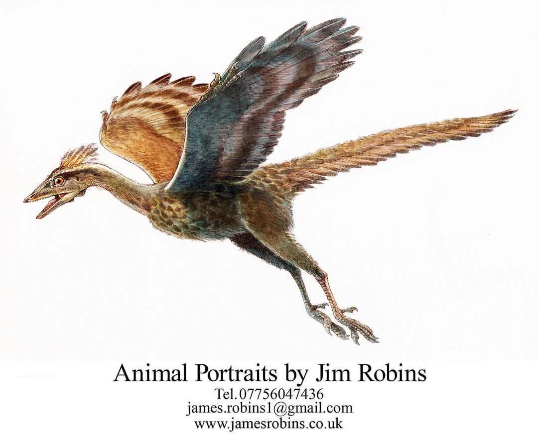Jim Robins