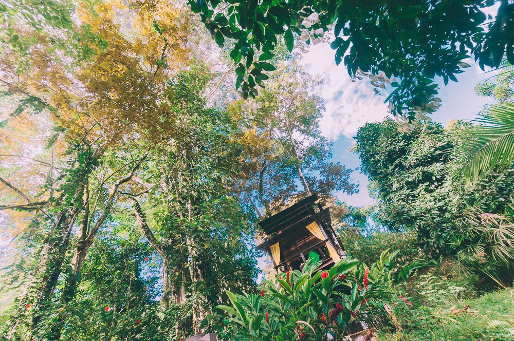 Retreat Tree House Gecko.jpg