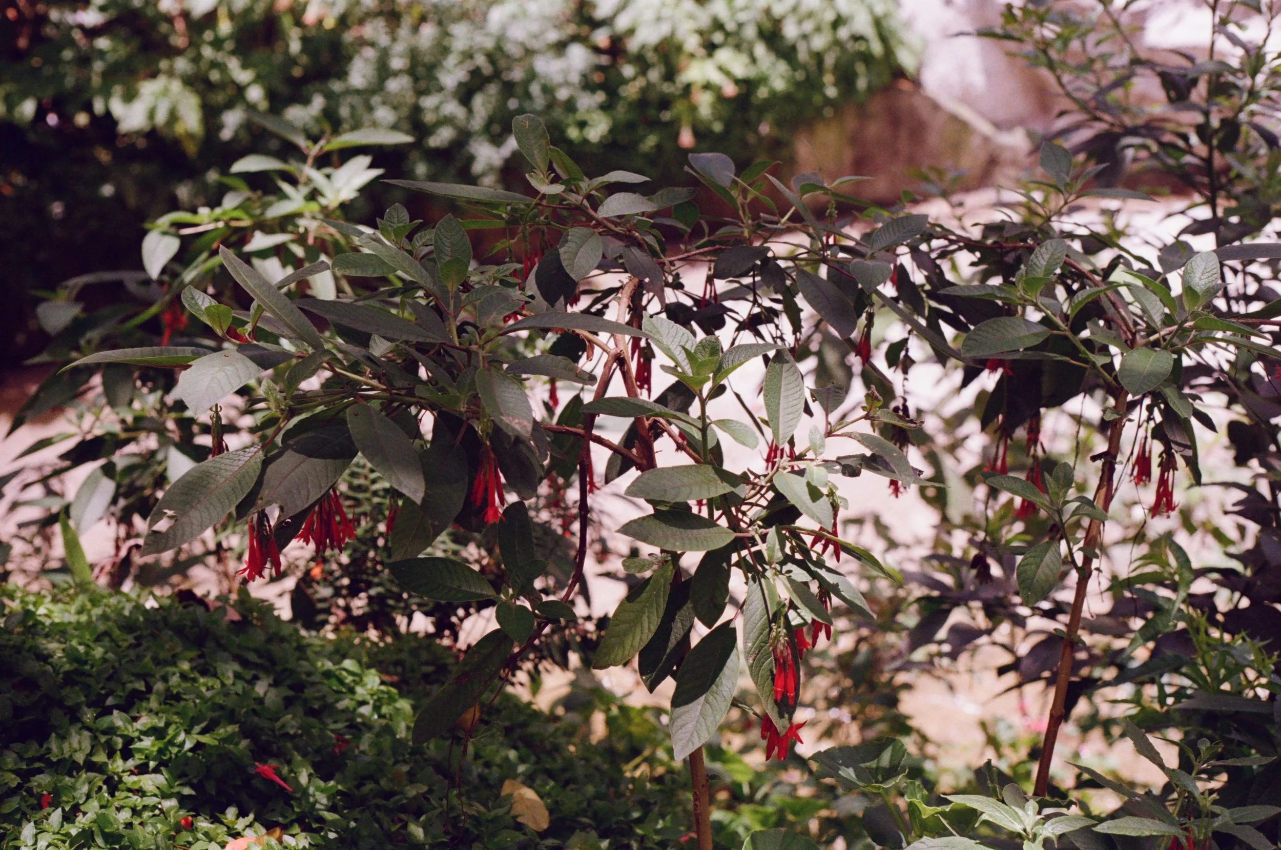 kodak_gold_200_01_09_2024_000266790001.jpg