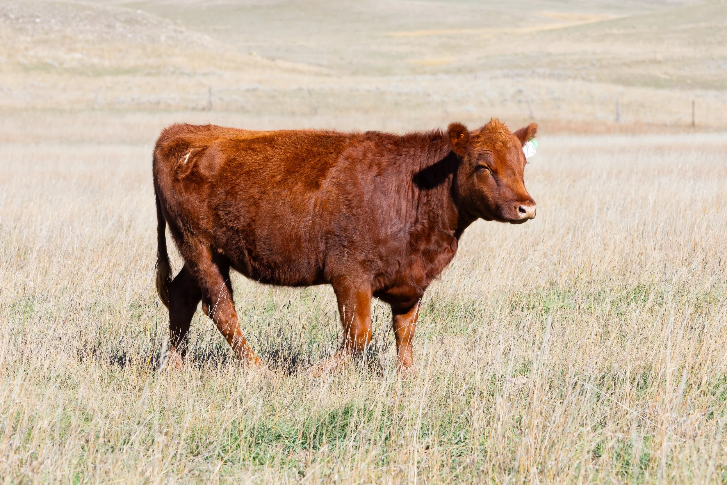 2025 RED ANGUS HEIFERS-8498.jpg