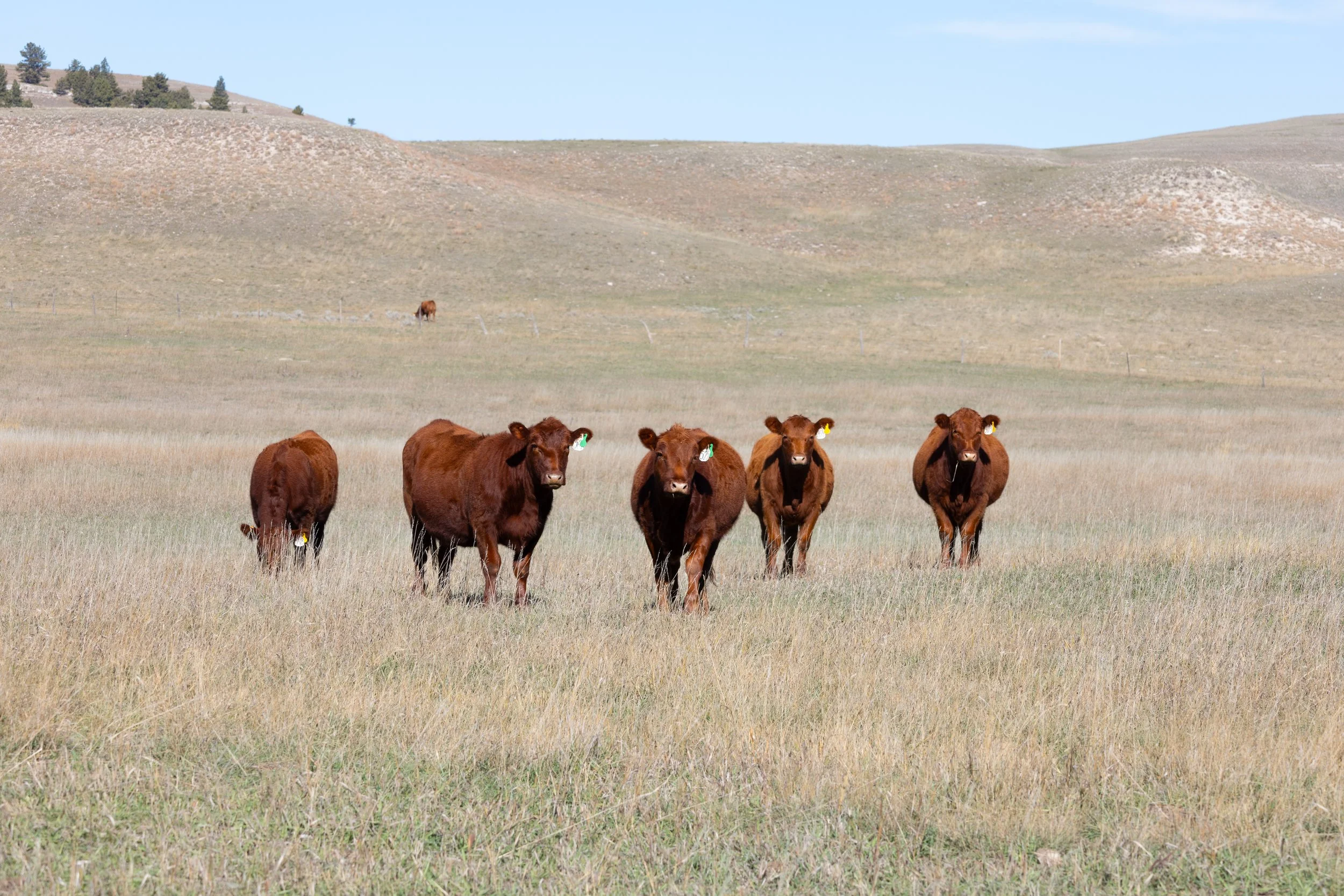 2025 RED ANGUS HEIFERS-8487.jpg