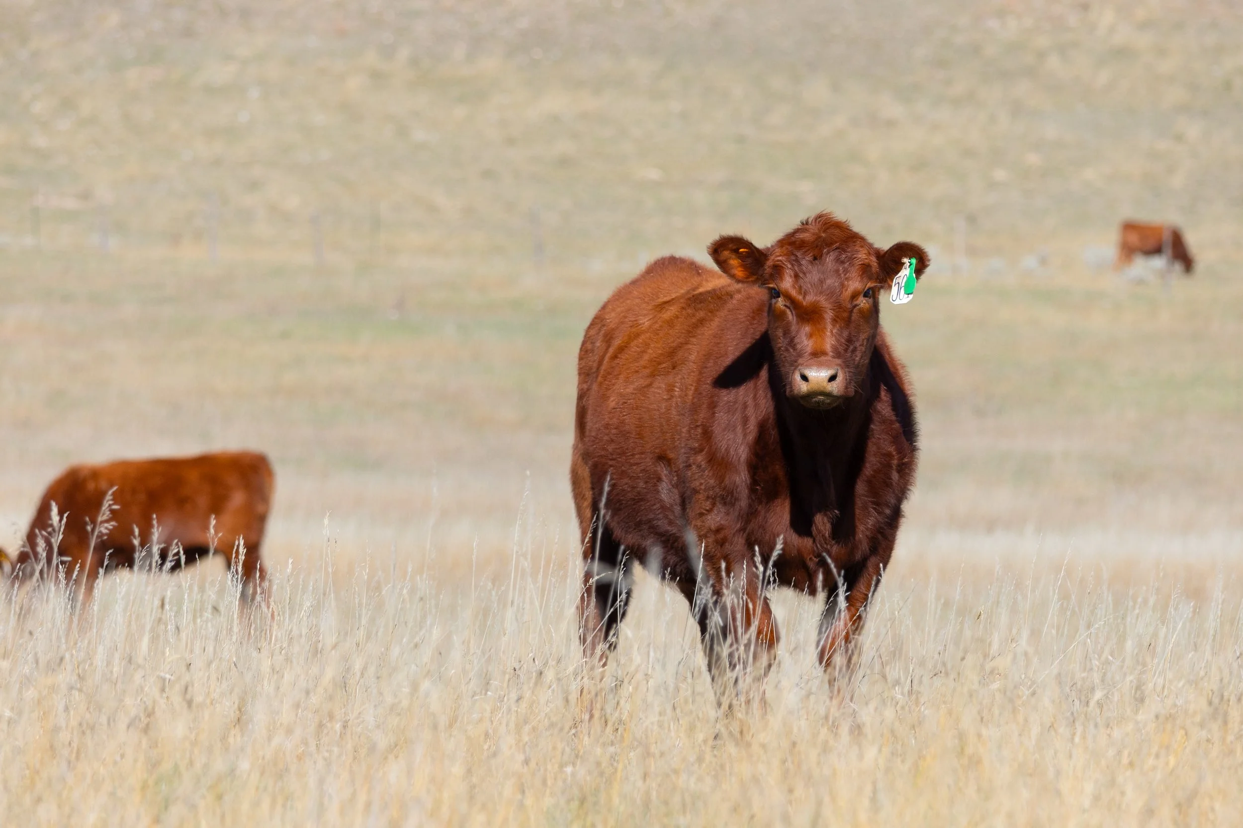 2025 RED ANGUS HEIFERS-8475.jpg