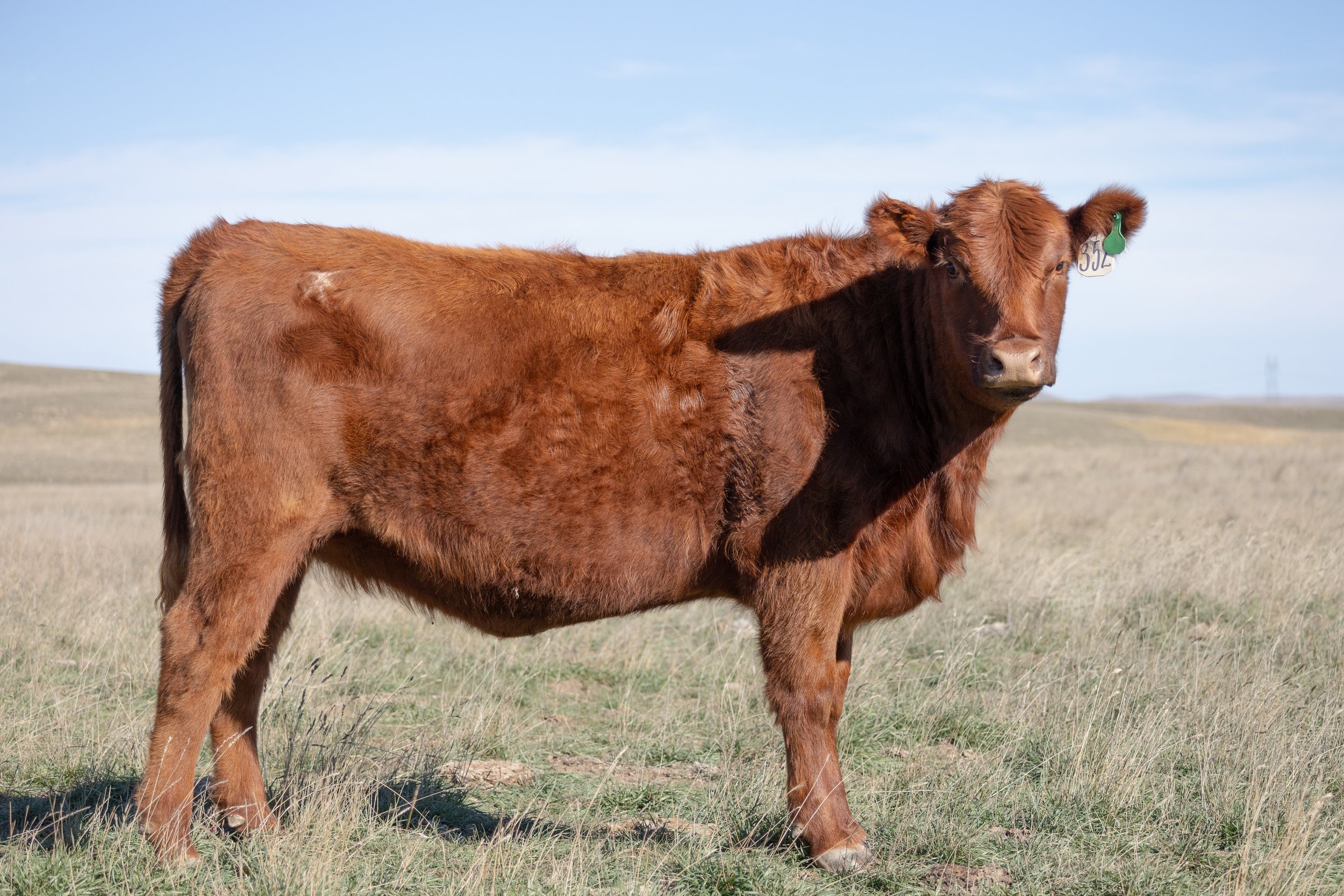 2025 RED ANGUS HEIFERS-8418.jpg