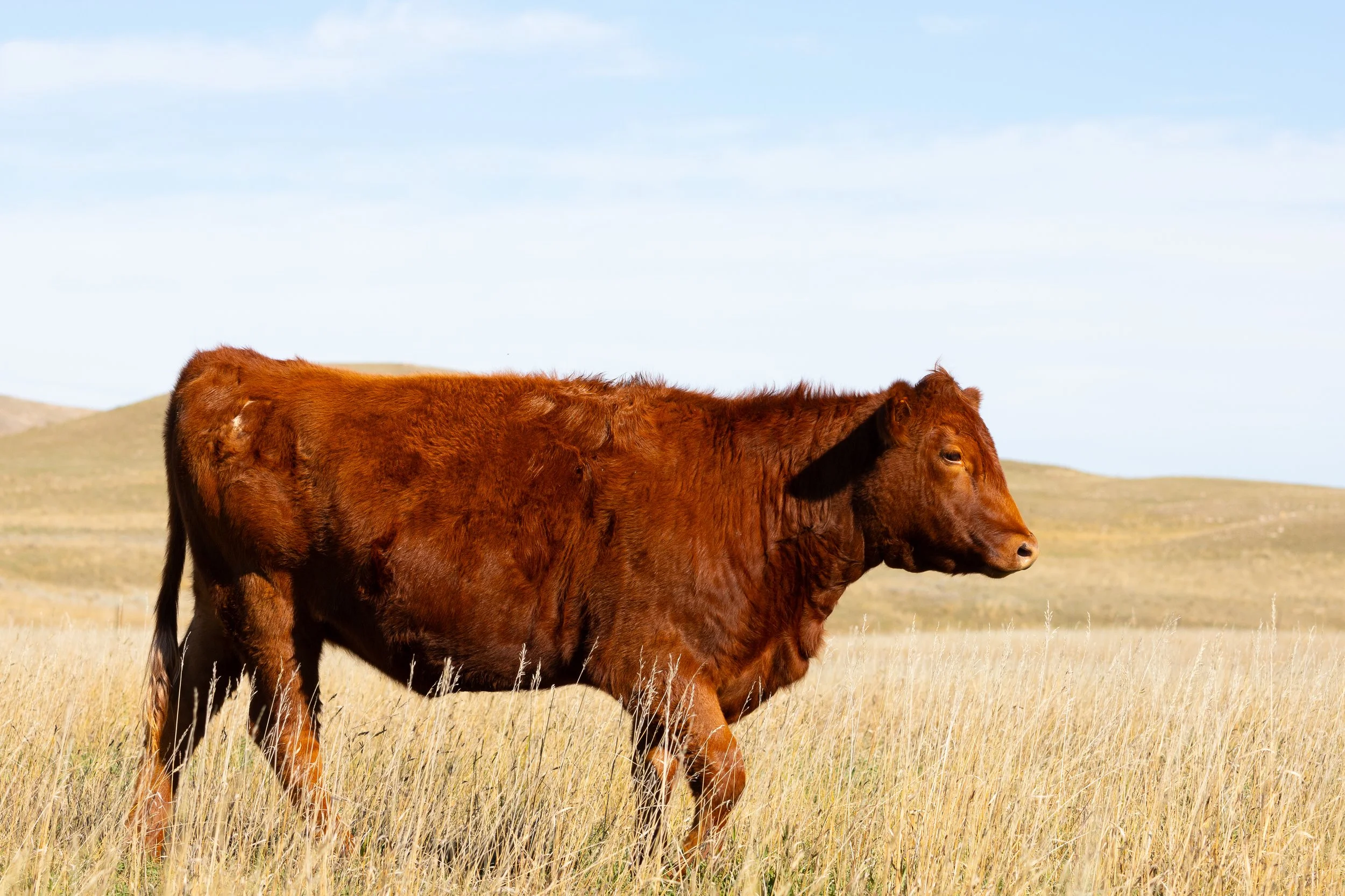 2025 RED ANGUS HEIFERS-8469.jpg