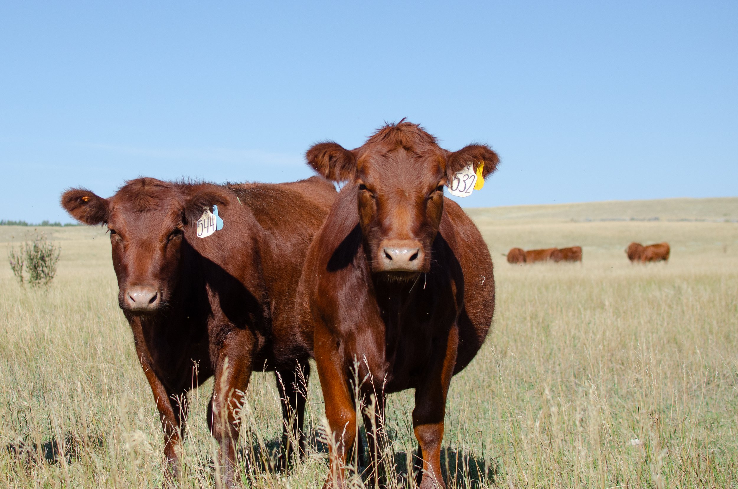 2025 RED ANGUS HEIFERS-7748.jpg