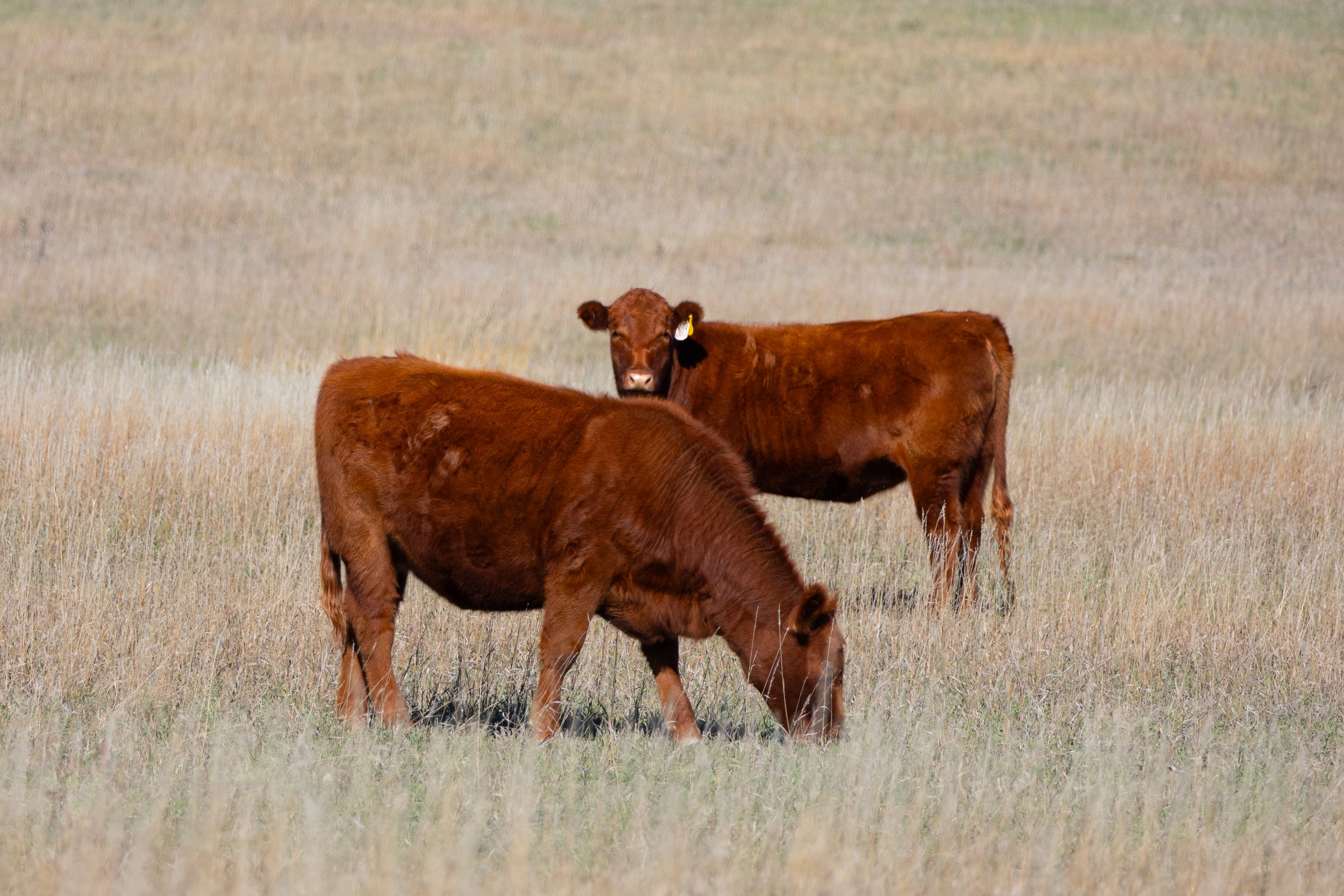 2025 RED ANGUS HEIFERS-8456.jpg