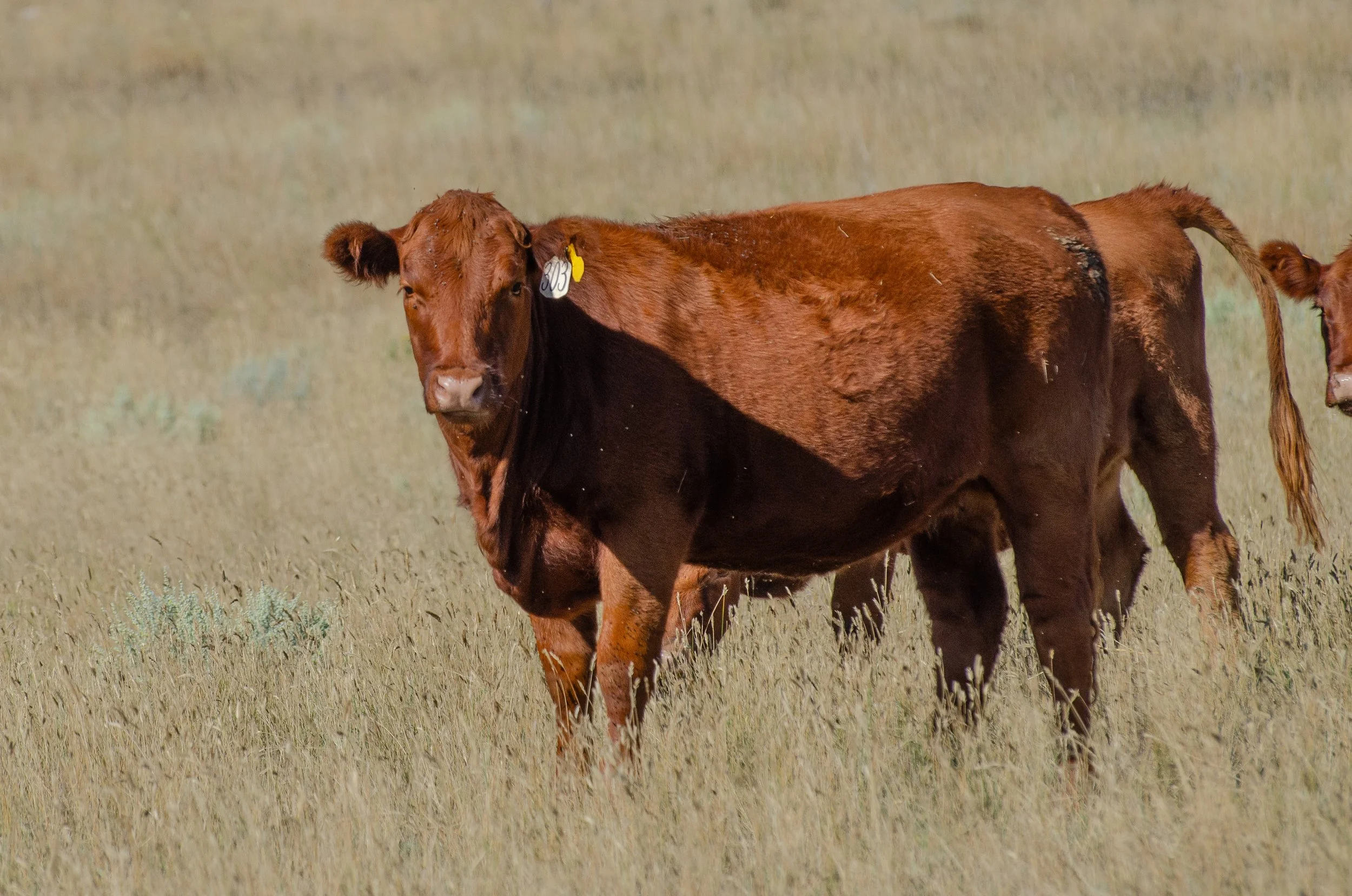 2025 RED ANGUS HEIFERS-7793.jpg