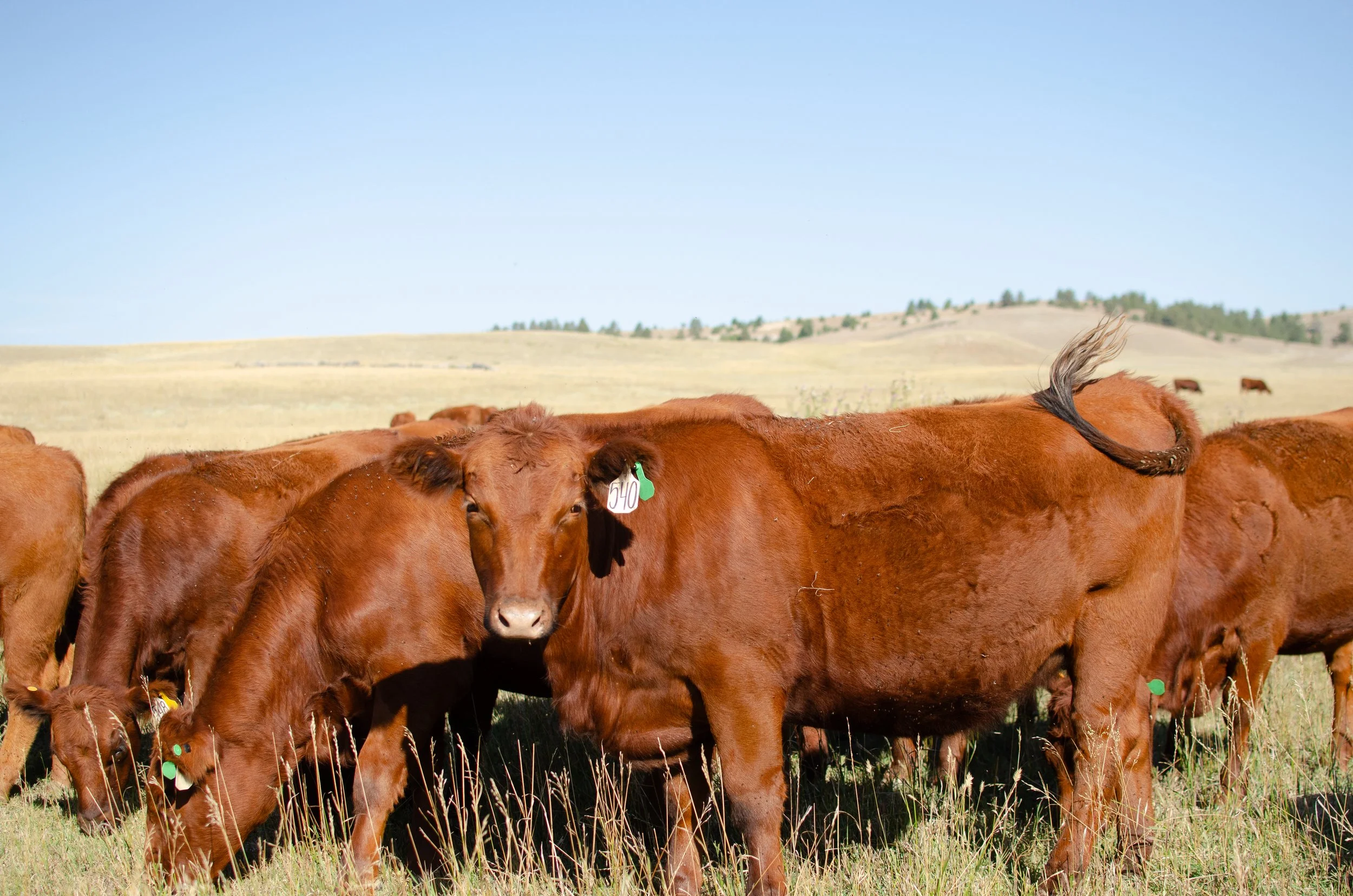 2025 RED ANGUS HEIFERS-7723.jpg
