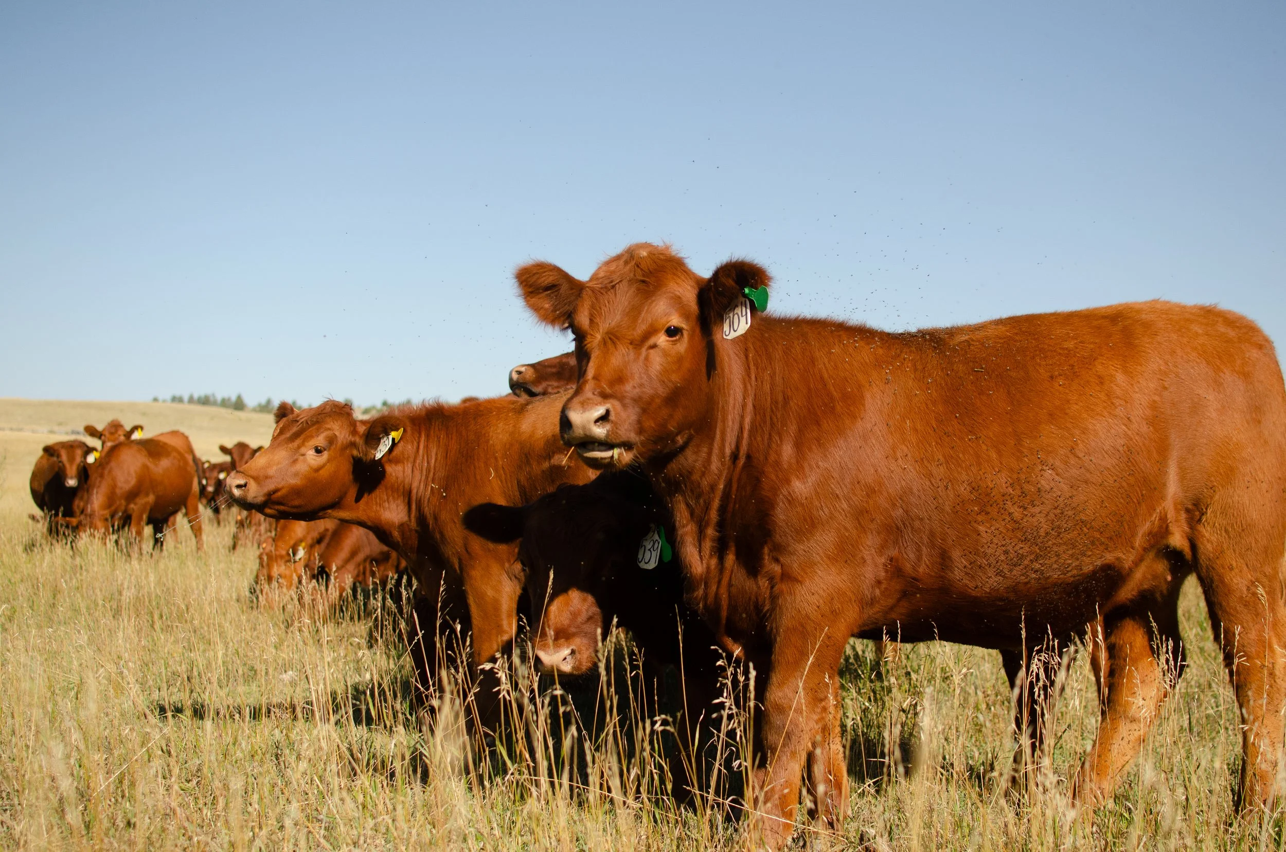 2025 RED ANGUS HEIFERS-7640.jpg