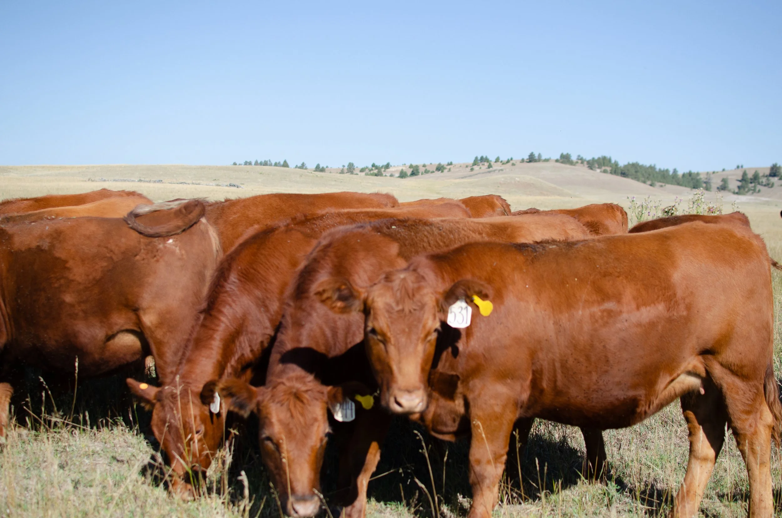 2025 RED ANGUS HEIFERS-7699.jpg