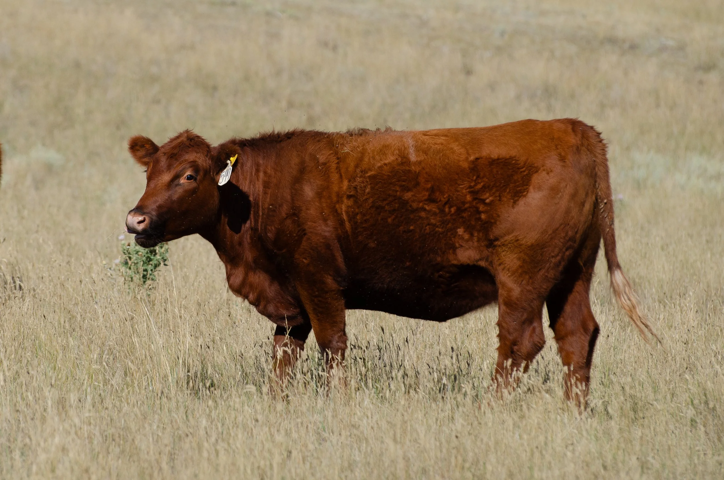 2025 RED ANGUS HEIFERS-7786.jpg