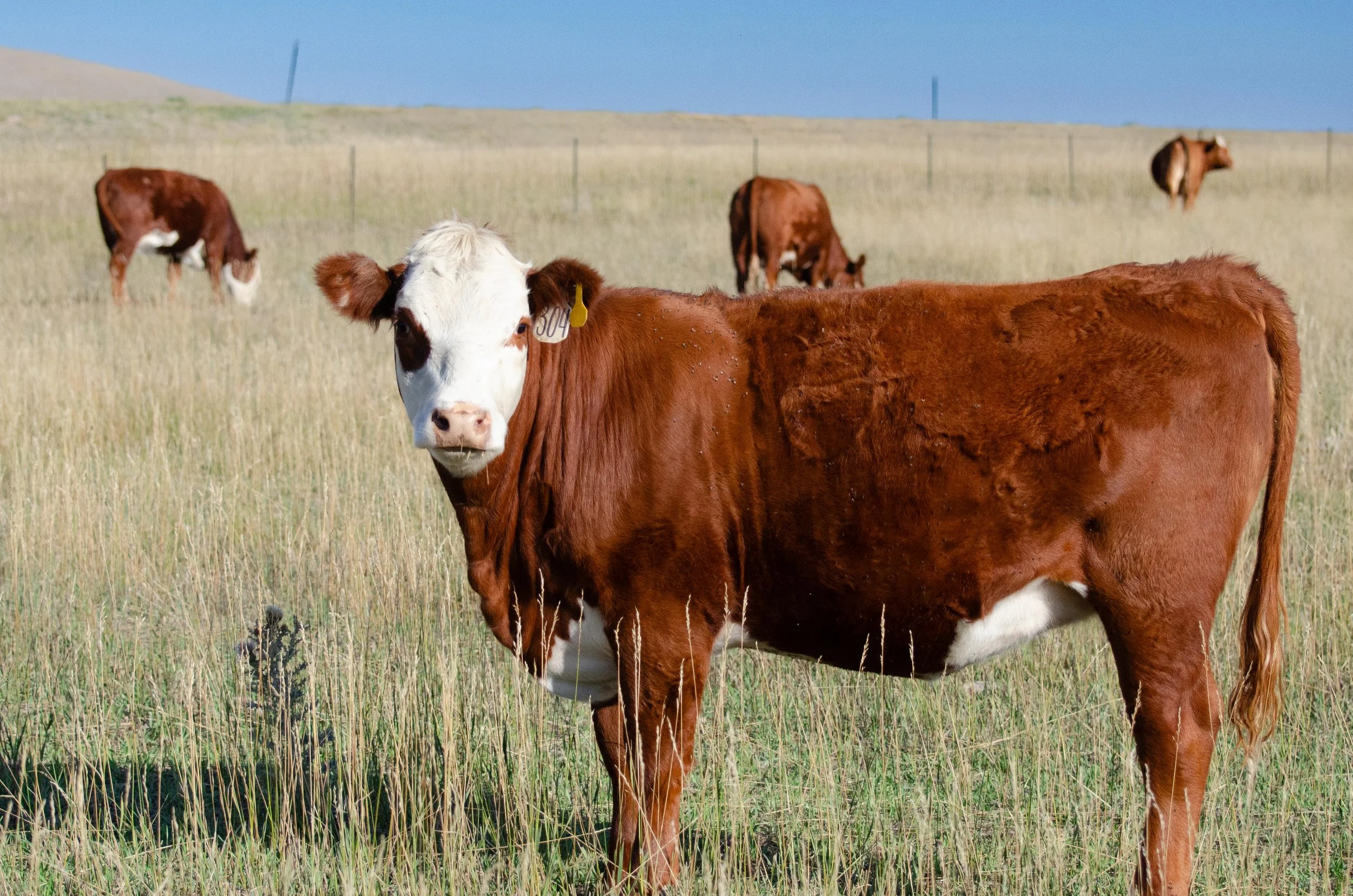 Cow Calf-7404.jpg
