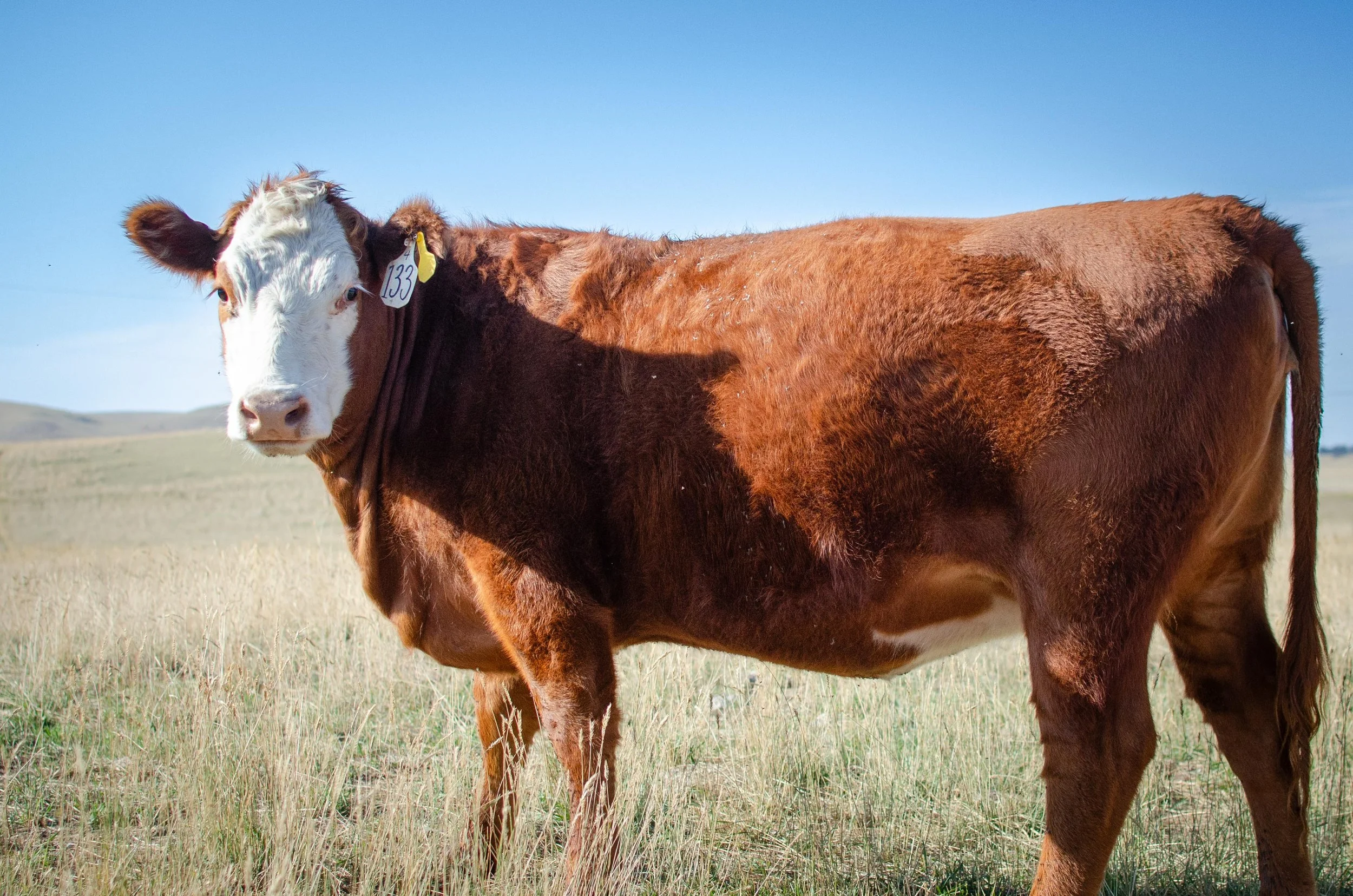 Cow Calf-7572.jpg